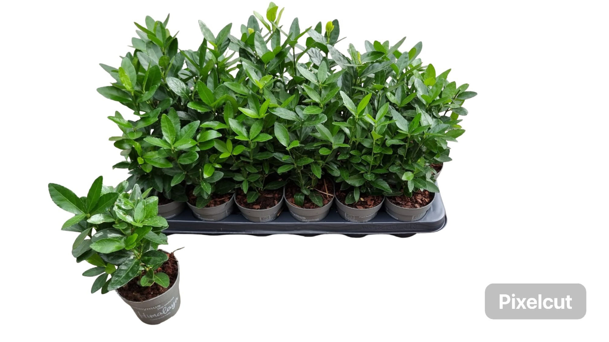 Euonymus jap. 'Himalaya' p9,5, D 9