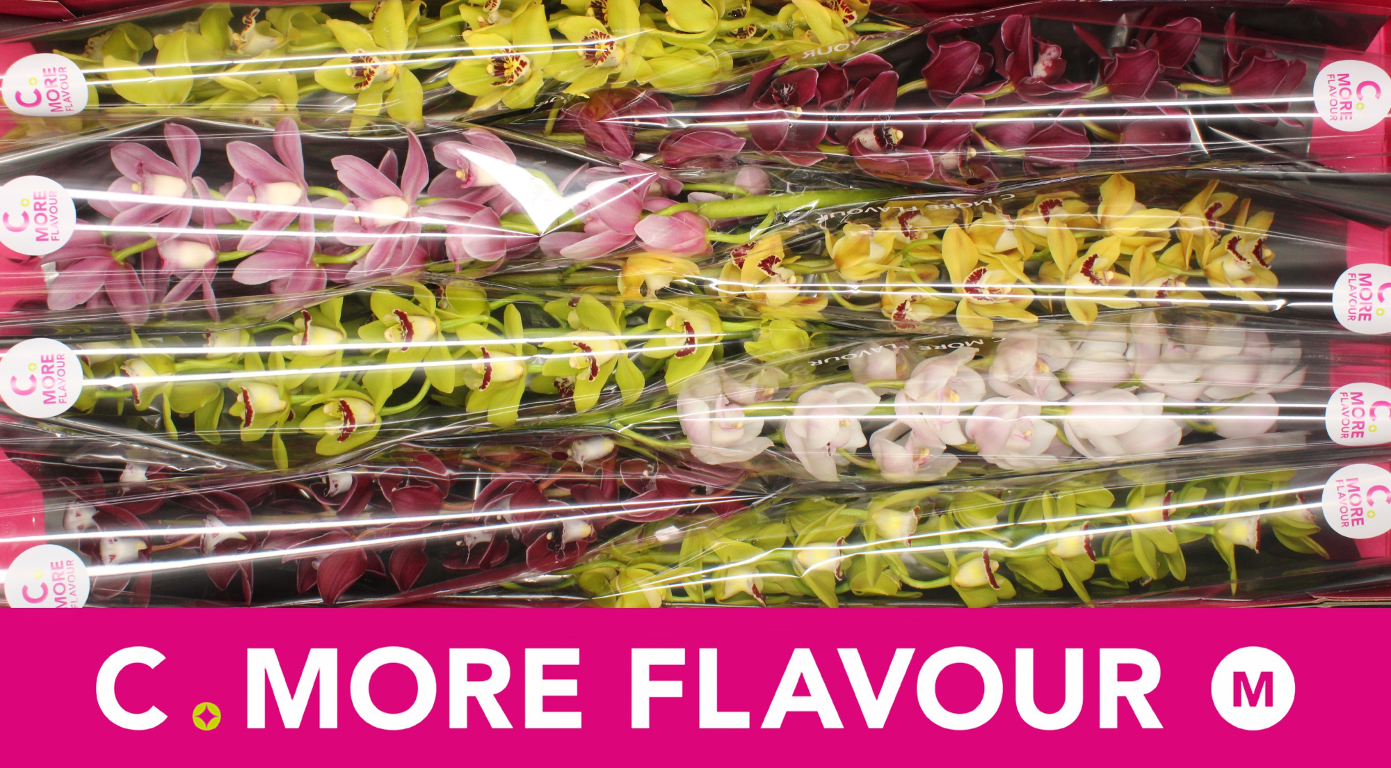 Цимбидиум мини Микс x8 70, шт.