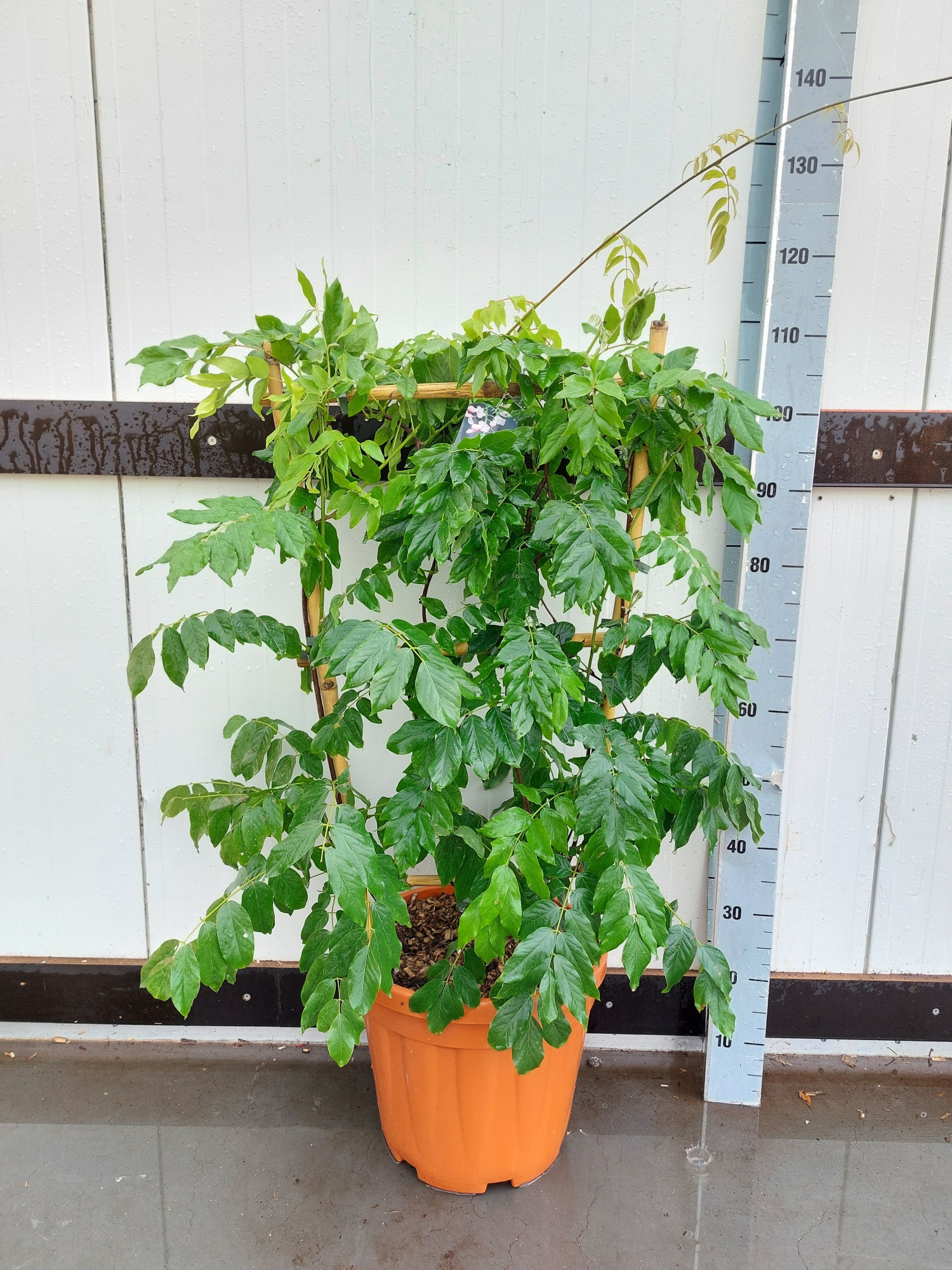 Wisteria Sinensis - Rek (80x40), D 32 cm