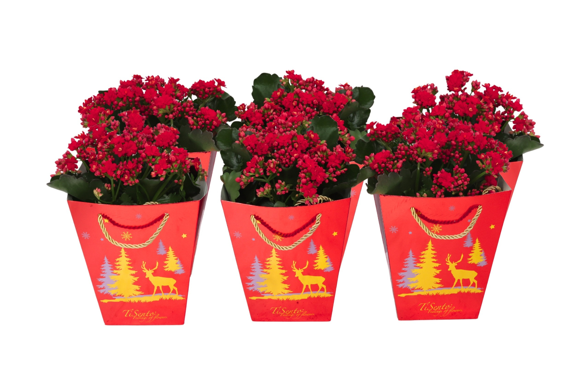 Calandiva 12 cm - Rood met goud Rendiertasje, D 12