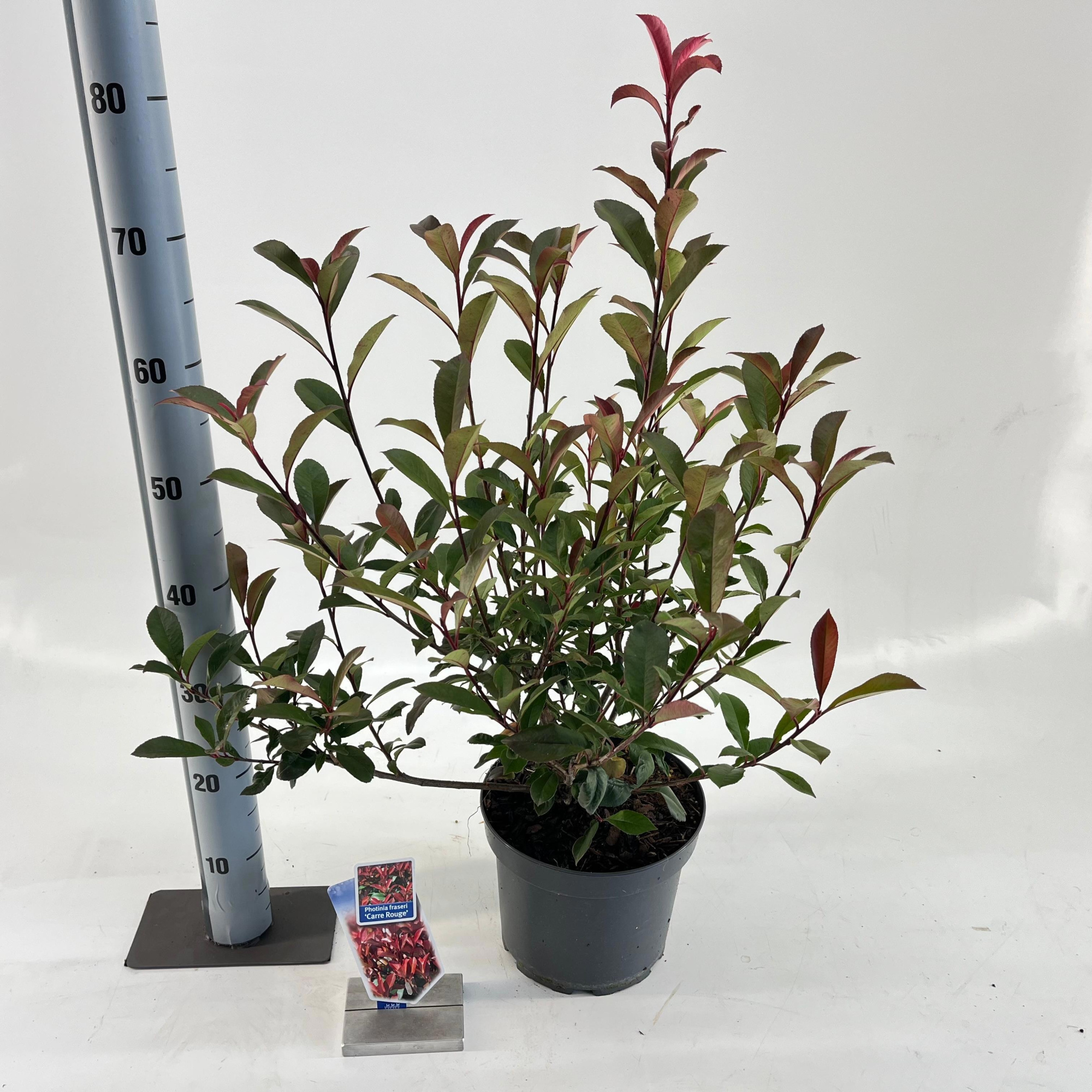 Photinia fraseri 'Carré Rouge', D 23 cm
