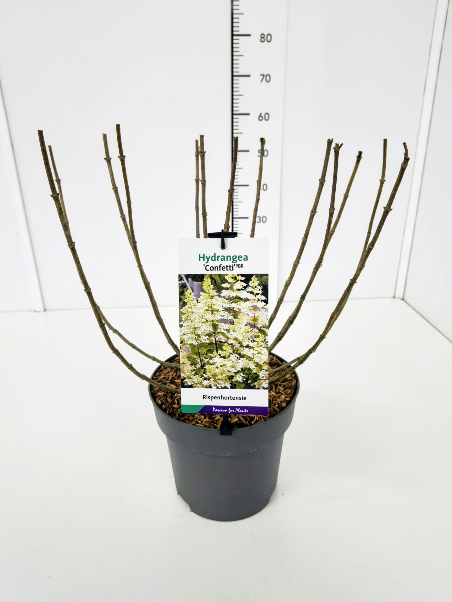 Hydrangea pan. 'Confetti' 50-60C7, D 25