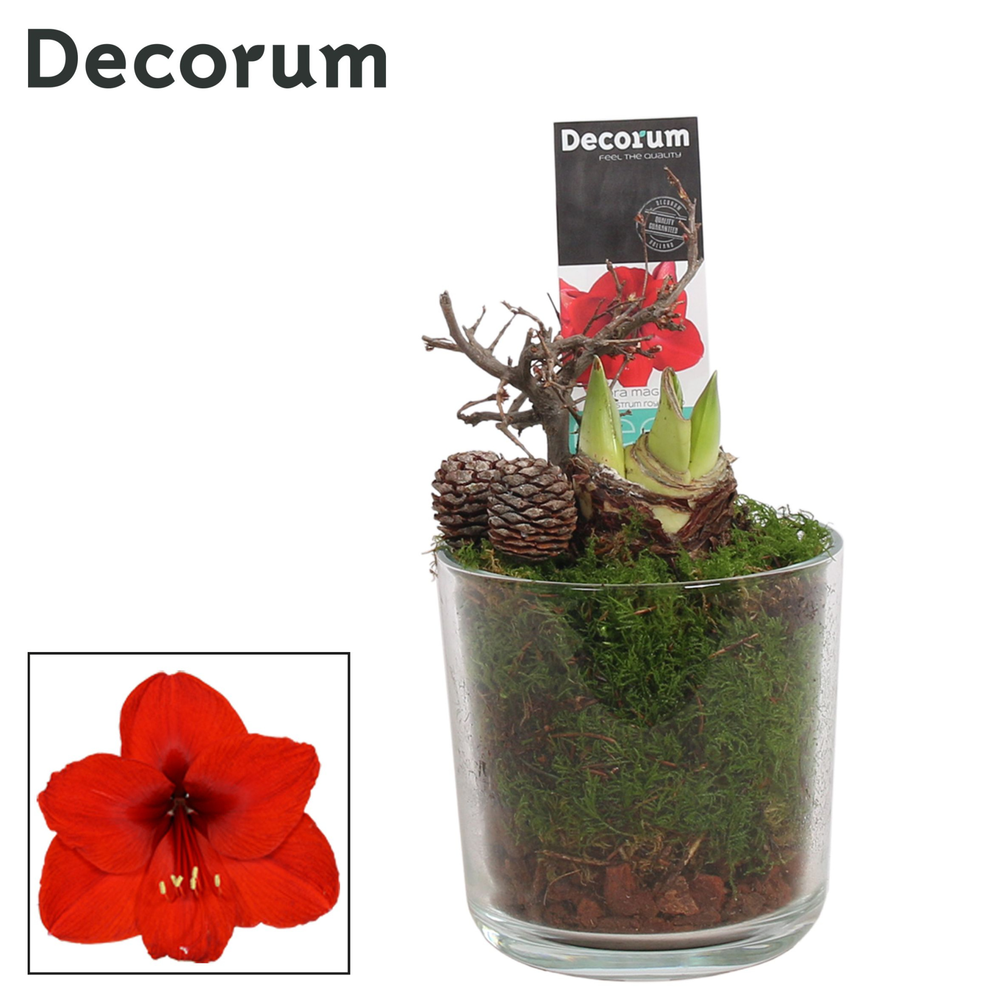 Amaryllis Rood 2 Knop Claudia glas HERFST (Decorum), D 12 cm
