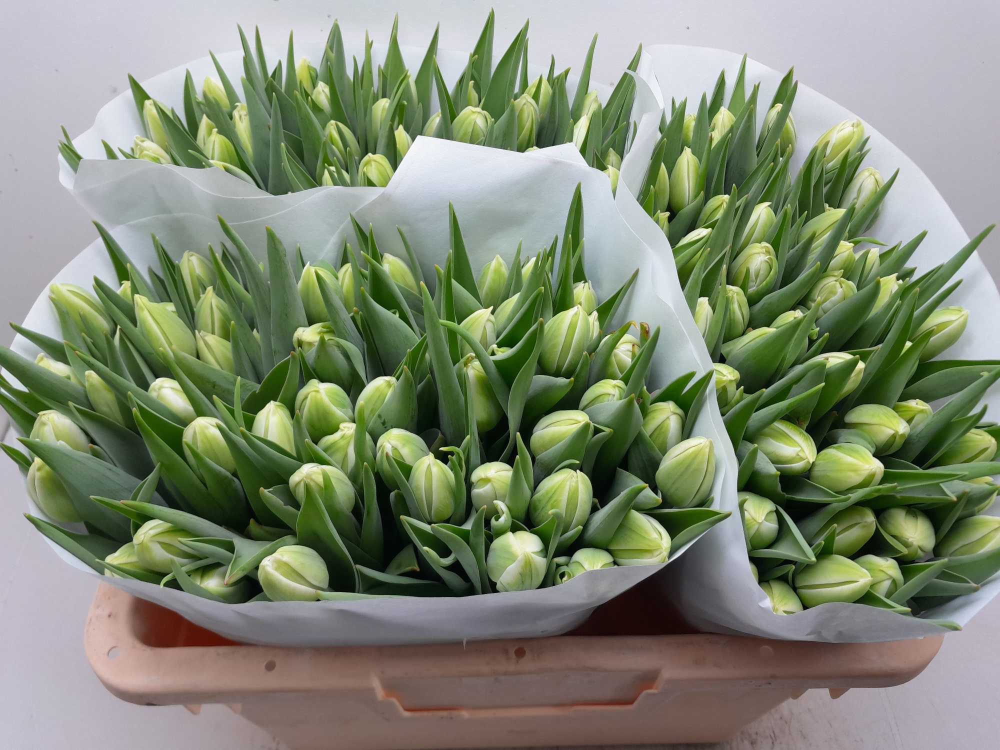 Тюльпан дв. Вайт Харт (бел.), шт.