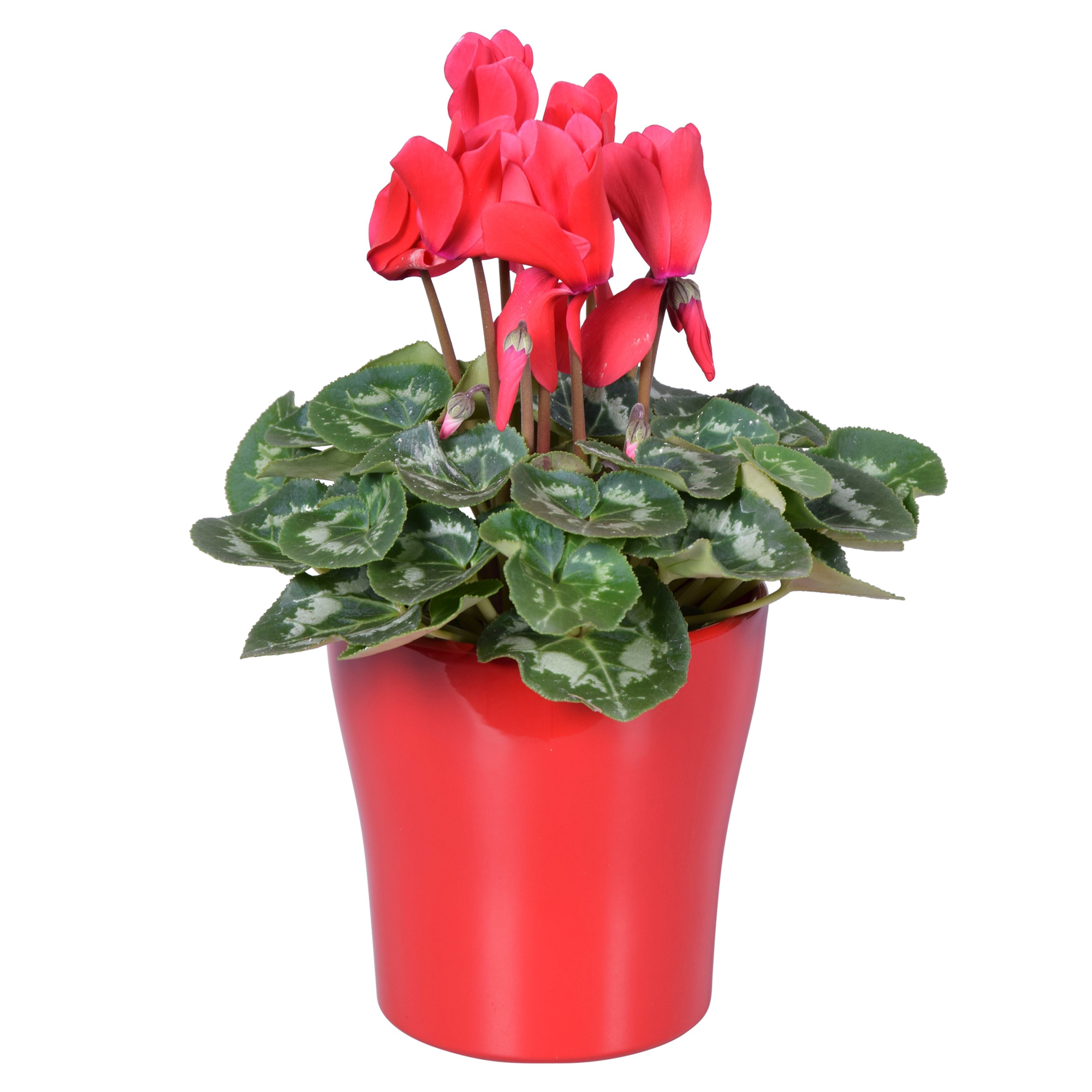 Cyclamen in rood "Bombé" keramiek, D 14 cm