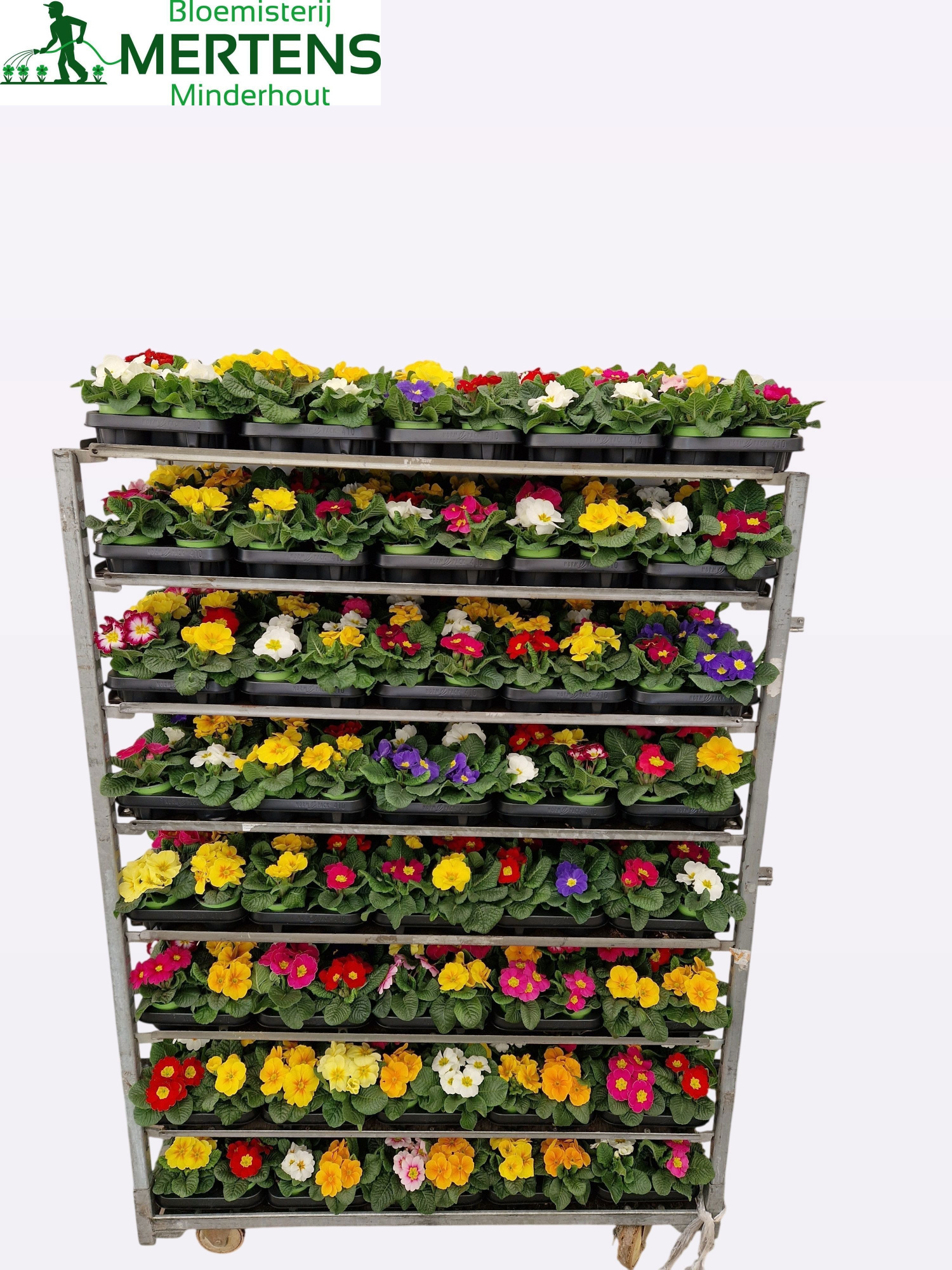 Primula Mix P10, D 10