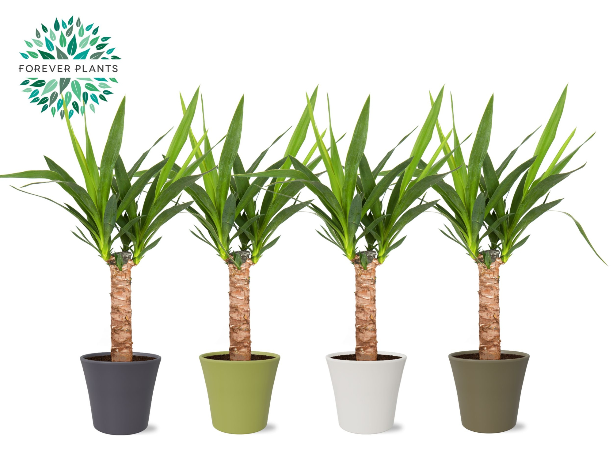 Yucca p14, 30 cm (2+ KOP) in COCO Keramiek, D 14 cm