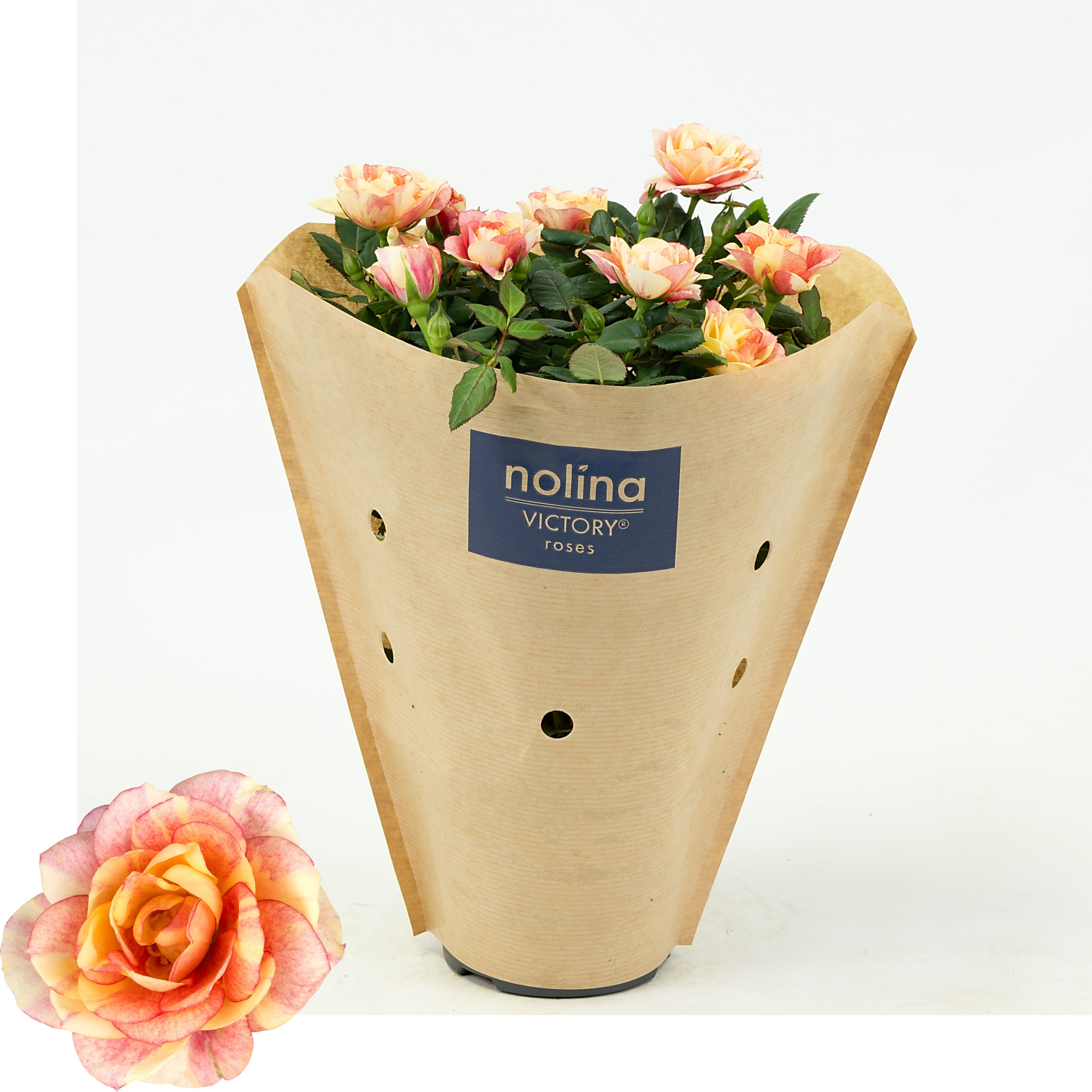 Nolina Roses Special Ø 10,5 cm. Gosia kraft sleeve, D 10,5
