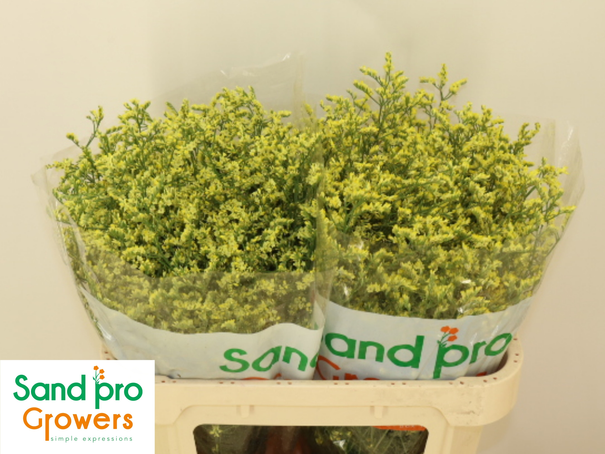 Лимониум Чайна Саммер 70, шт.