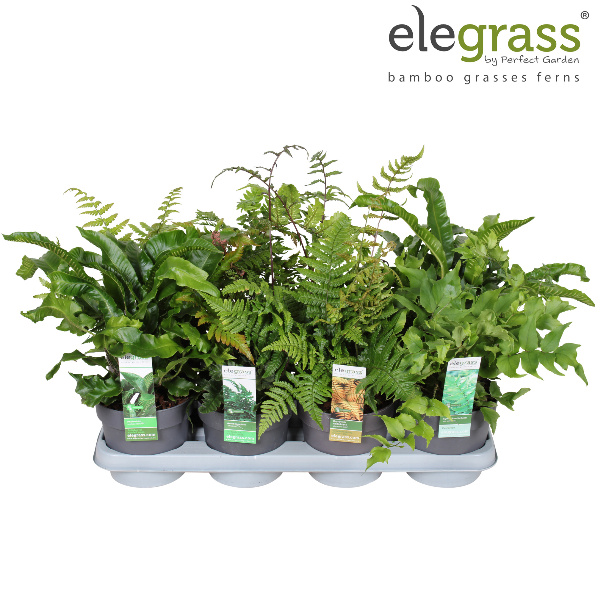 Varens mix tray P14, D 14 cm