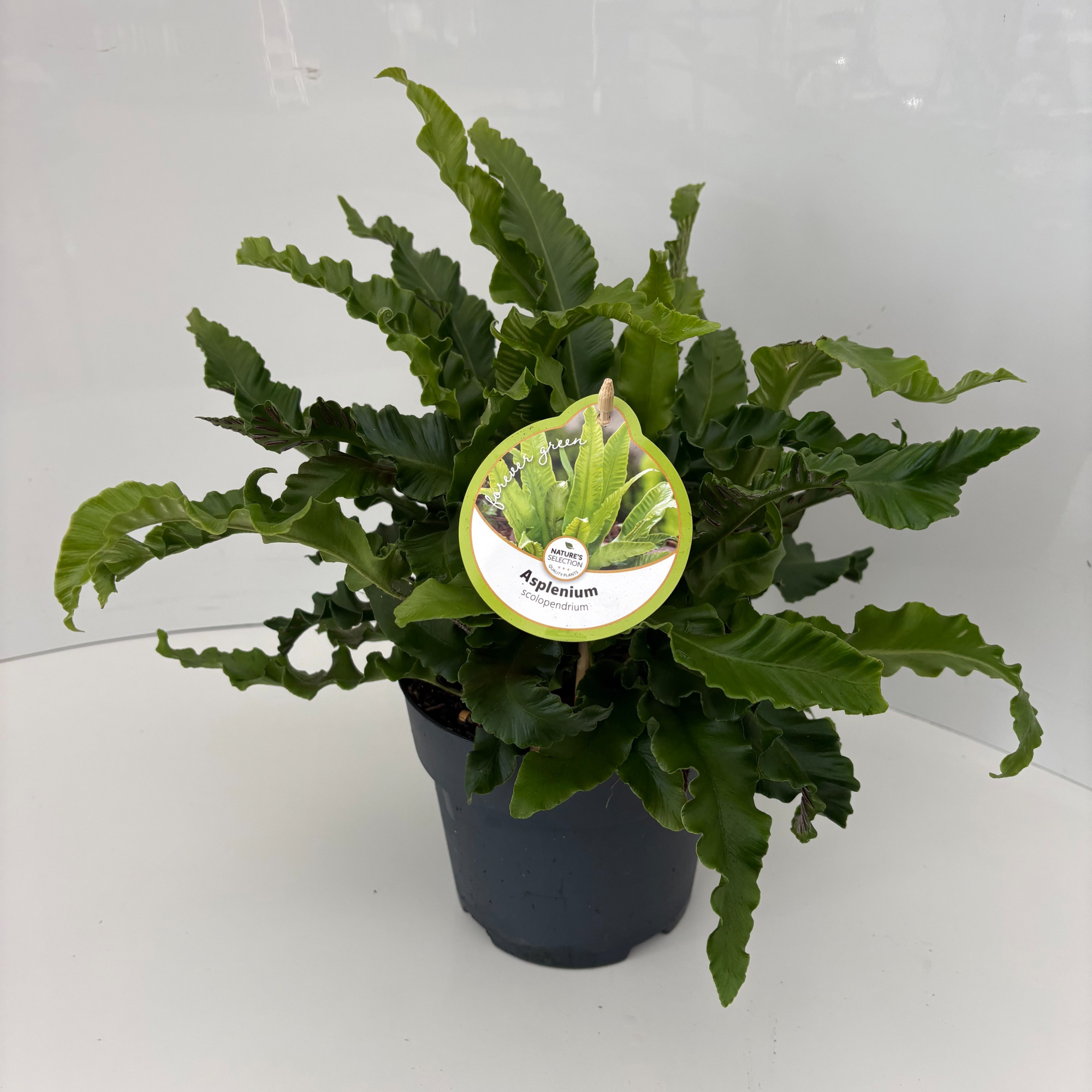 Asplenium scolopendrium, D 17 cm