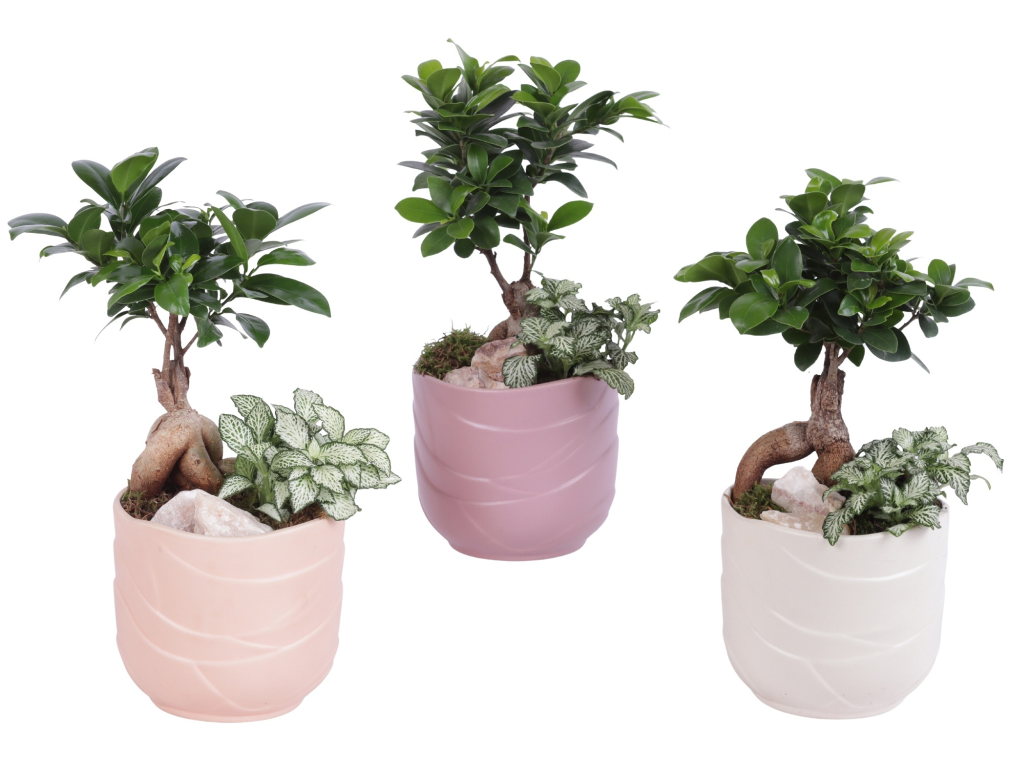 Yearround Arr. Indoor Ceramic Soft Elegance SE660 Ø14cm 2PP, D 14