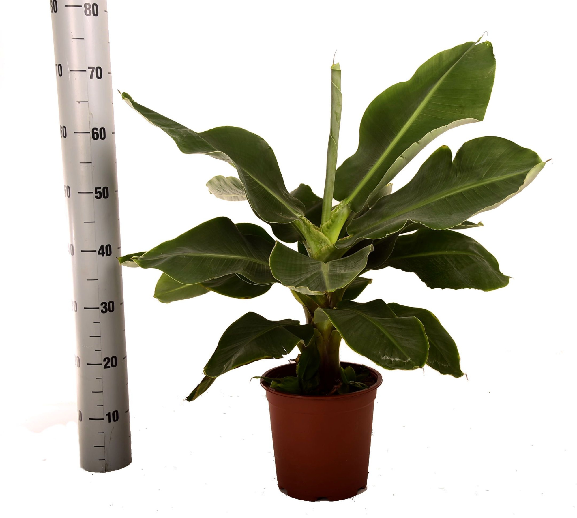 Musa dwarf cavendish, D 21 cm