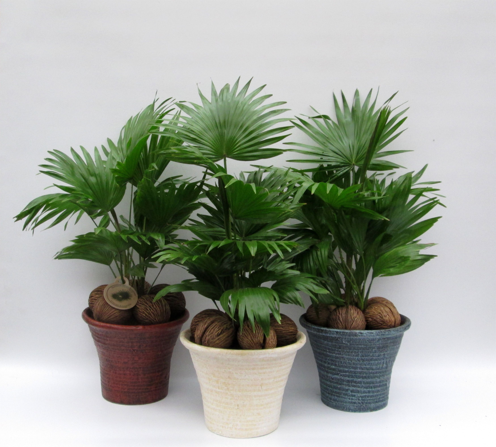 Livistona rotundifolia, D 23 cm