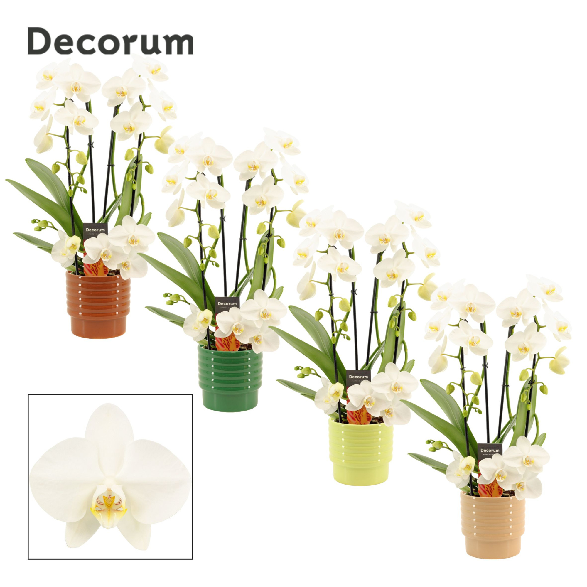 Phalaenopsis twirl wit in Naemi (Natural bubble-collection), D 12 cm