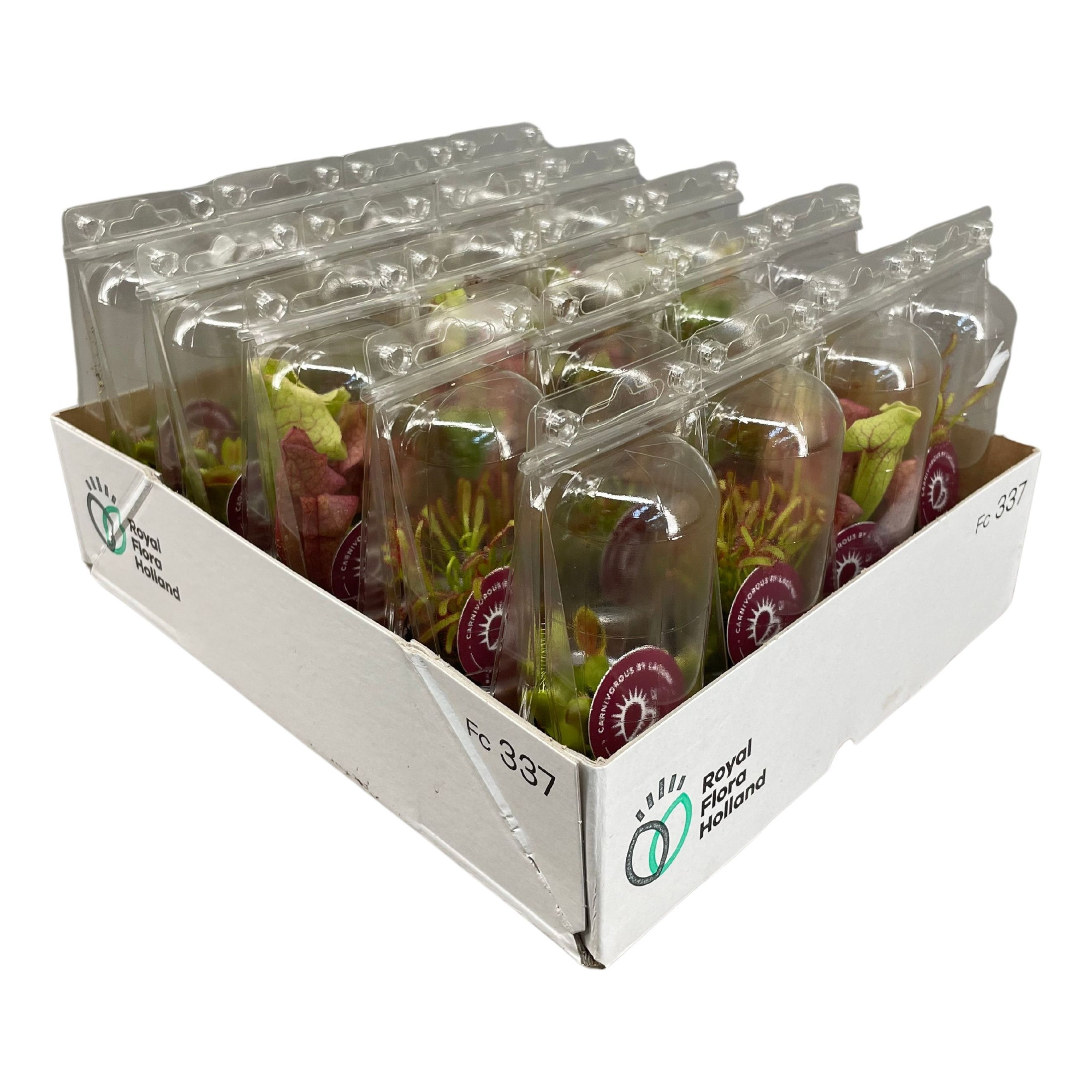 Vleesetende planten mix 5,5 cm in transparante blister, D 5,5 cm