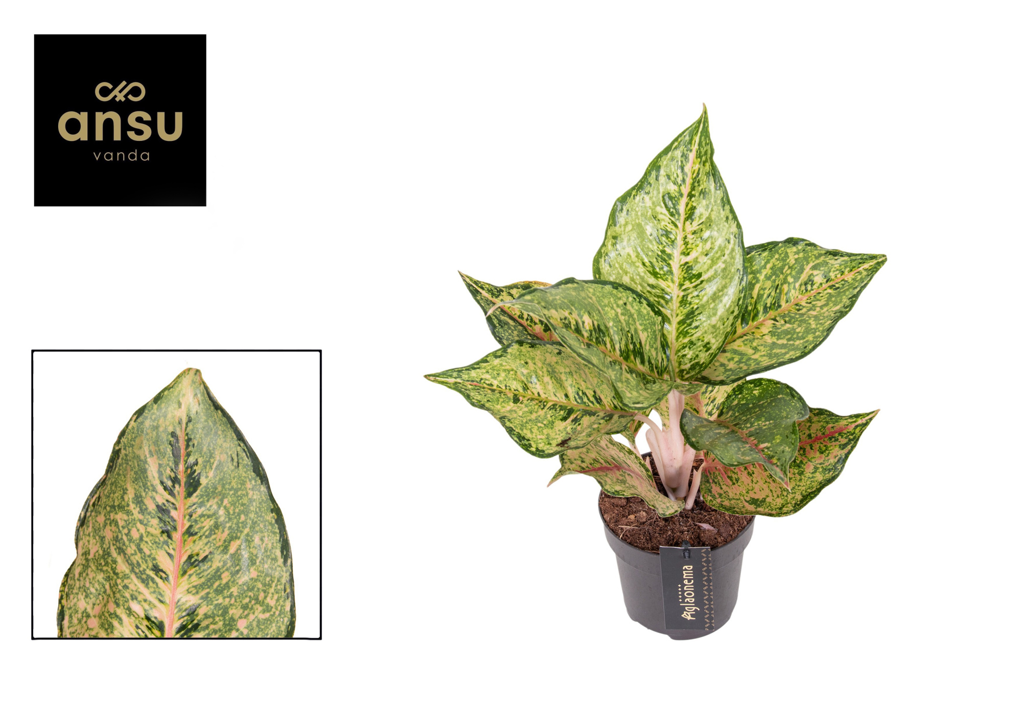 Aglaonema Pistachio Pink, D 12