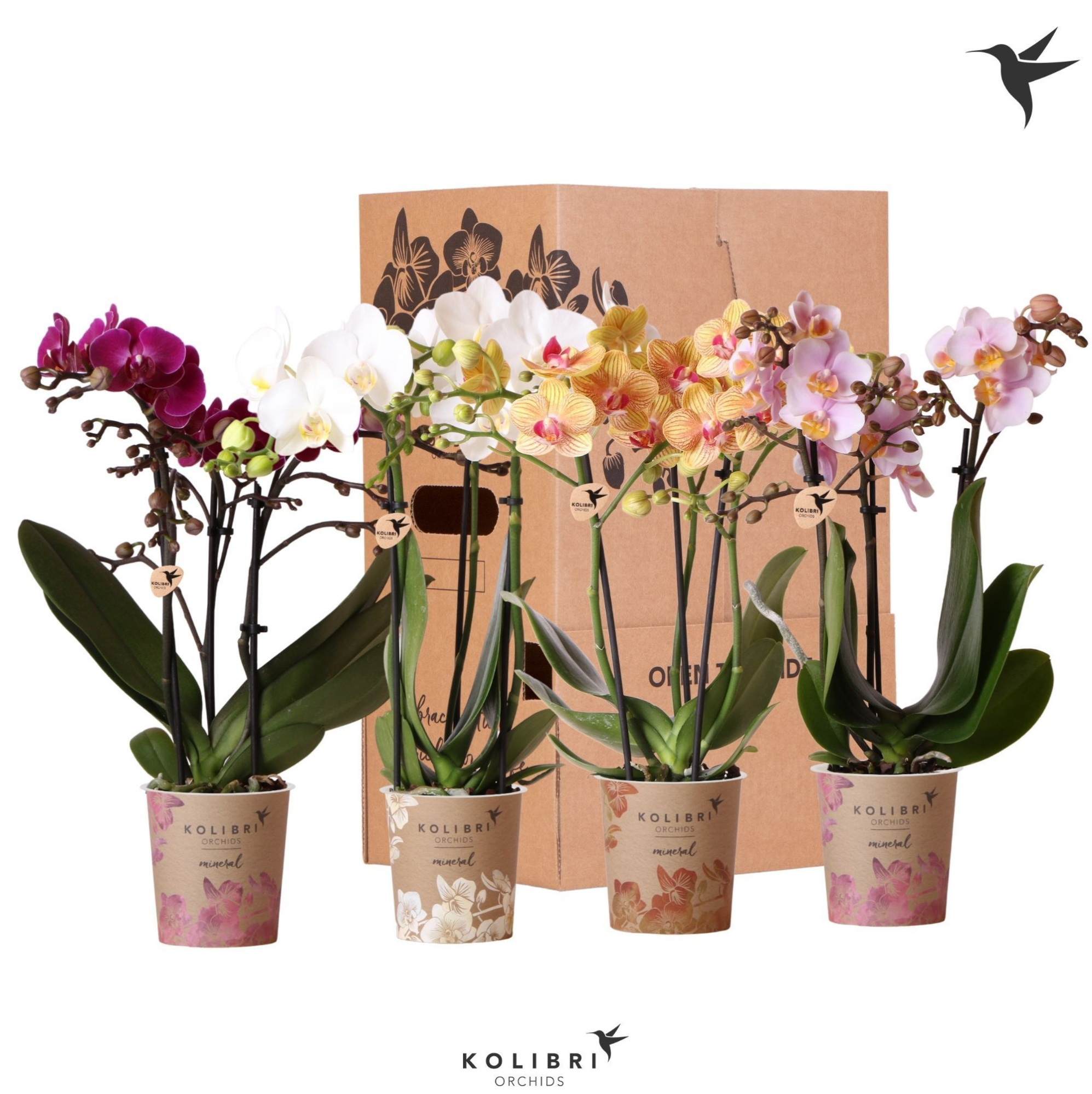 Kolibri Orchids Phalaenopsis Mix 3 spike no sleeve, D 9