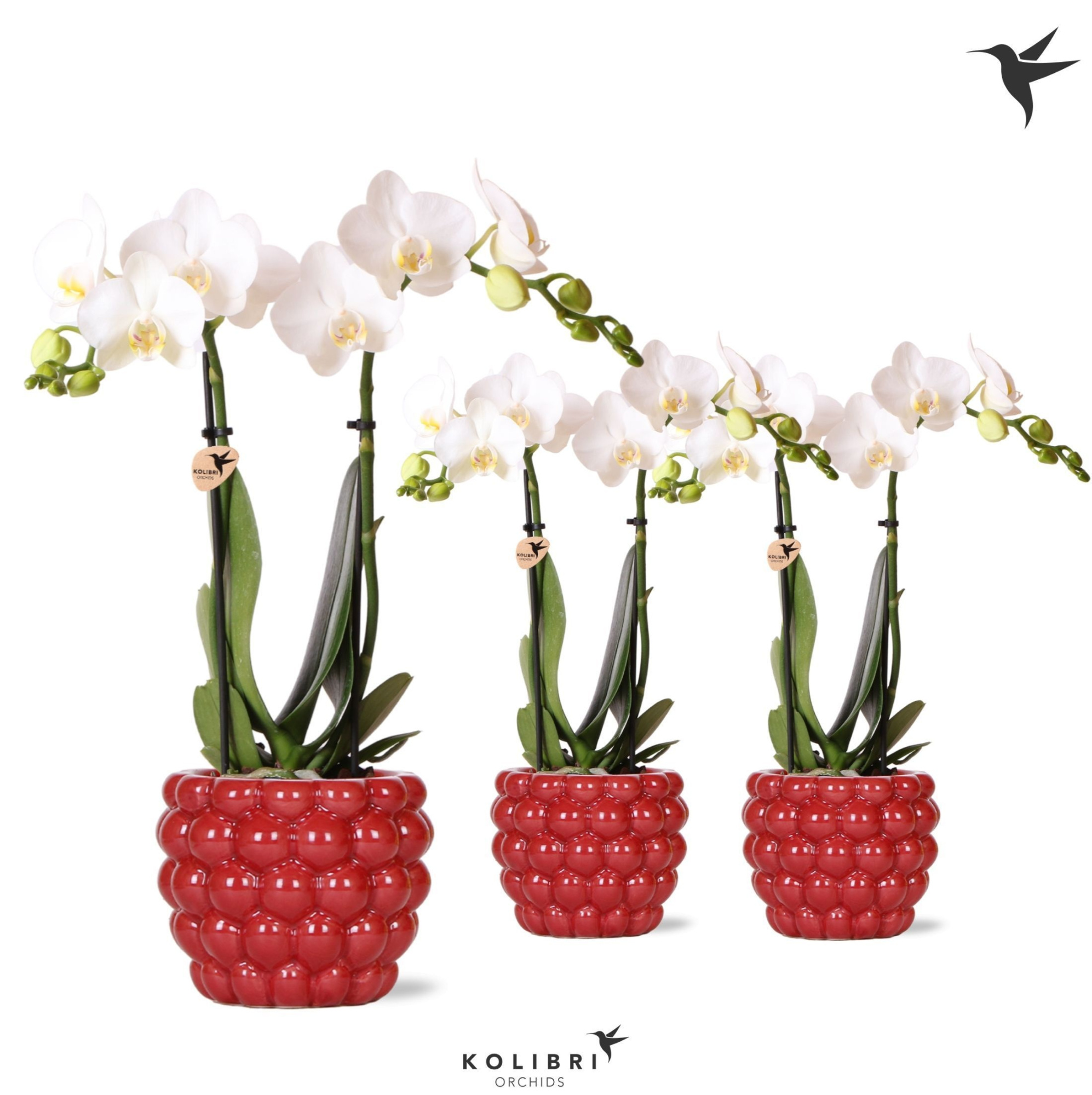 Kolibri Orchids Phalaenopsis white 2 spike in Berry pot, D 9