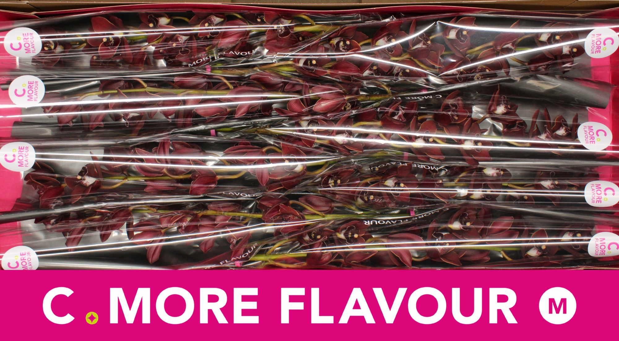 Цимбидиум мини Флаин Хай x8 70, шт.