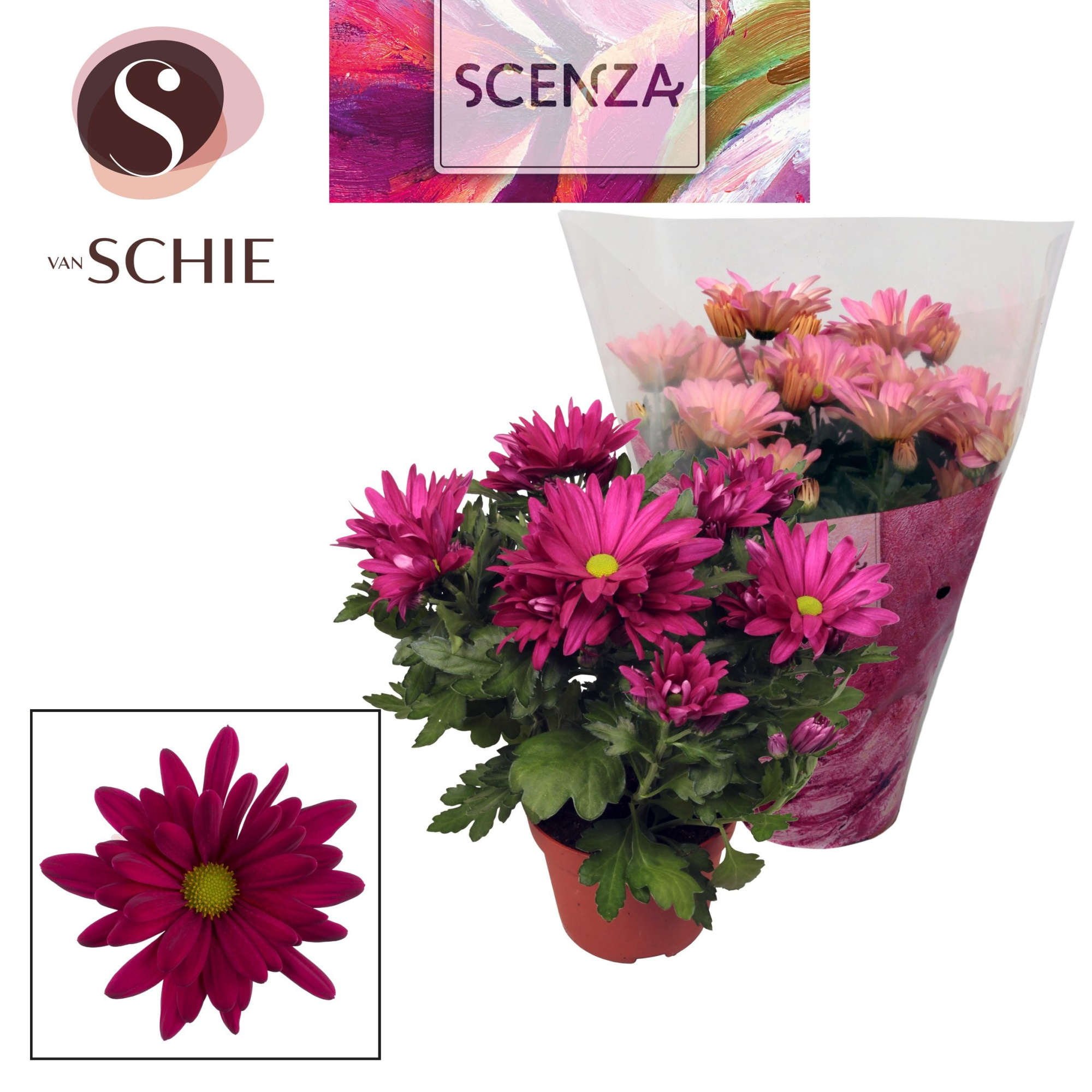 Chrysant Breeze Purple, D 13 cm
