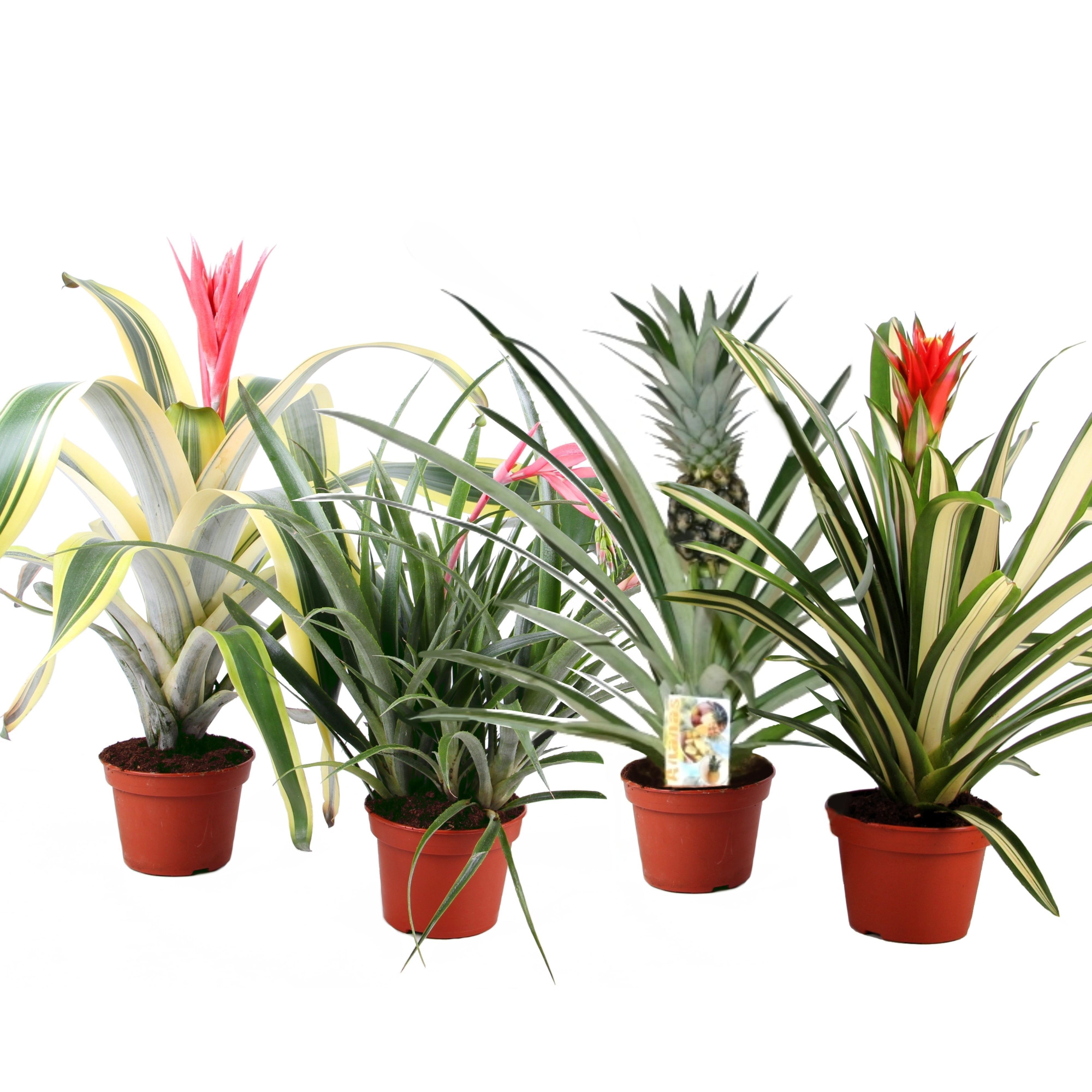 Bromelia mix 15 cm, D 15 cm