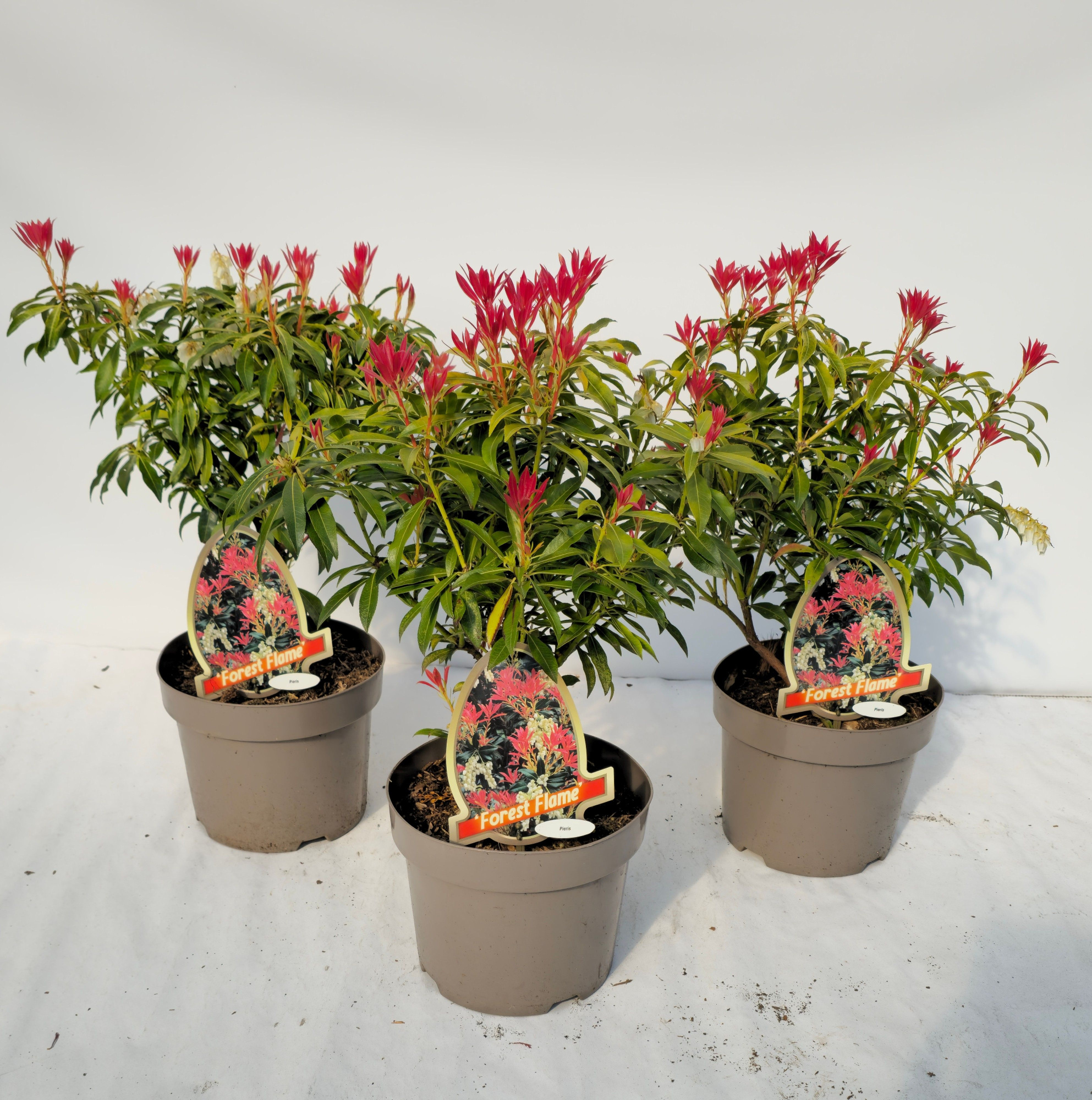Pieris 'Forest Flame', D 20 cm