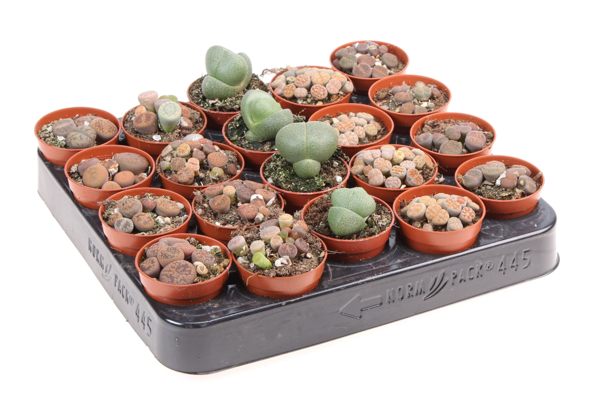 Lithops mix, D 5,5 cm