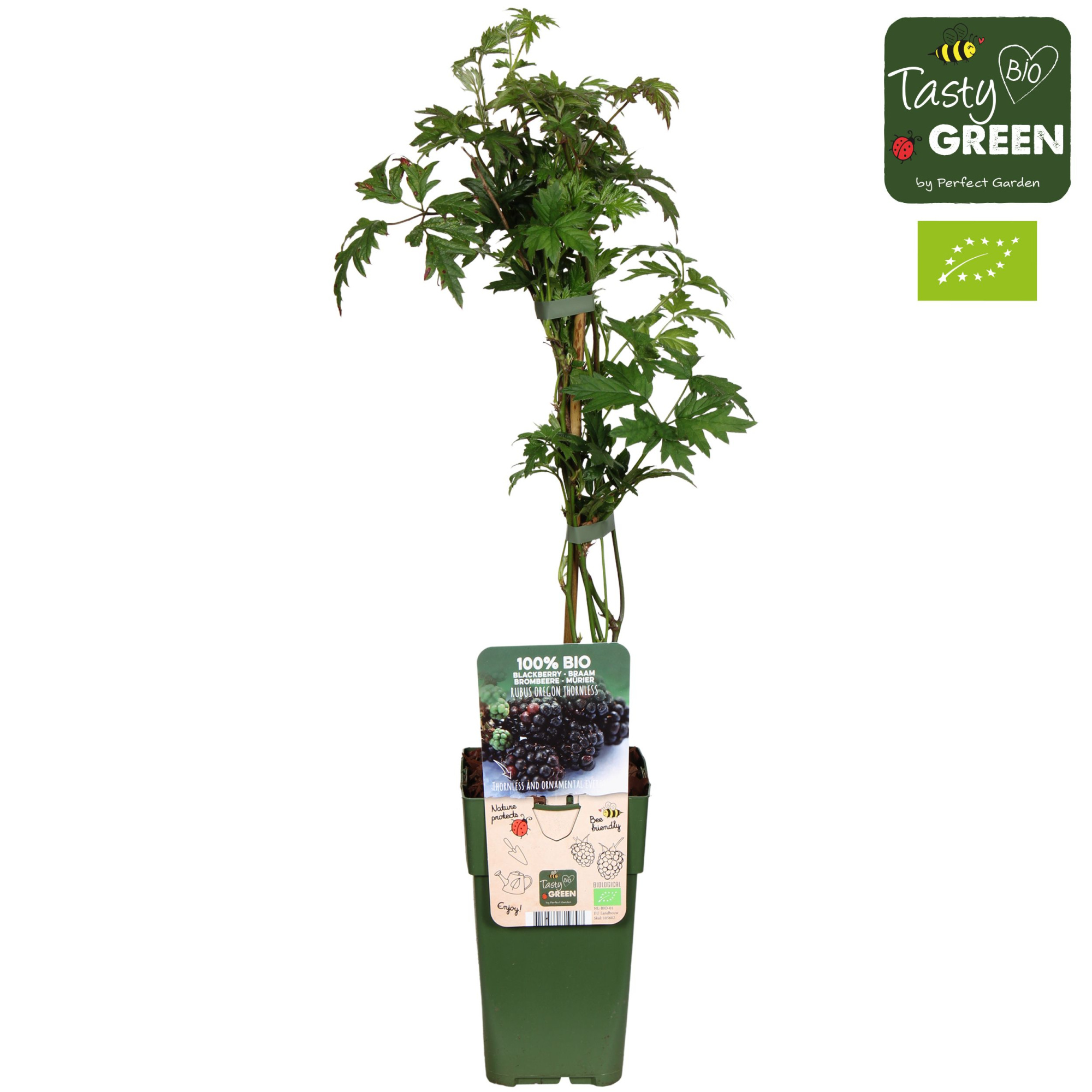 Rubus fruticosus 'Thornless Evergreen' Bio P15, D 15 cm