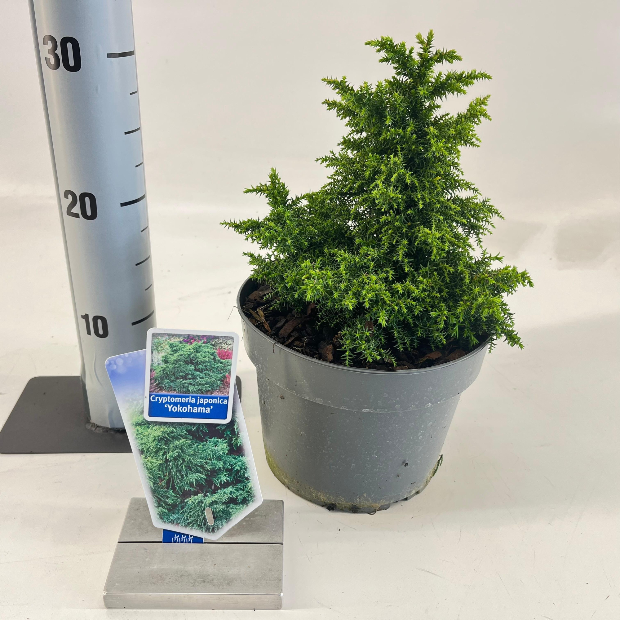 Cryptomeria j. ‘Yokohama’, D 19 cm