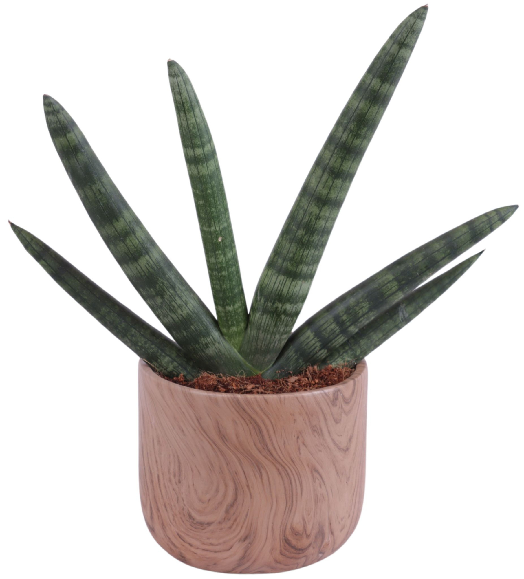 Sansevieria Cylindrica Handshake in Ø14cm Ceramic NT565, D 14