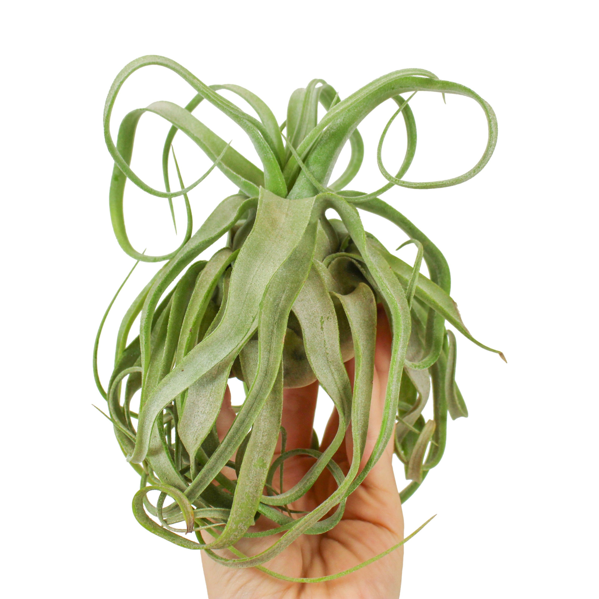 Tillandsia streptophylla large, D 8