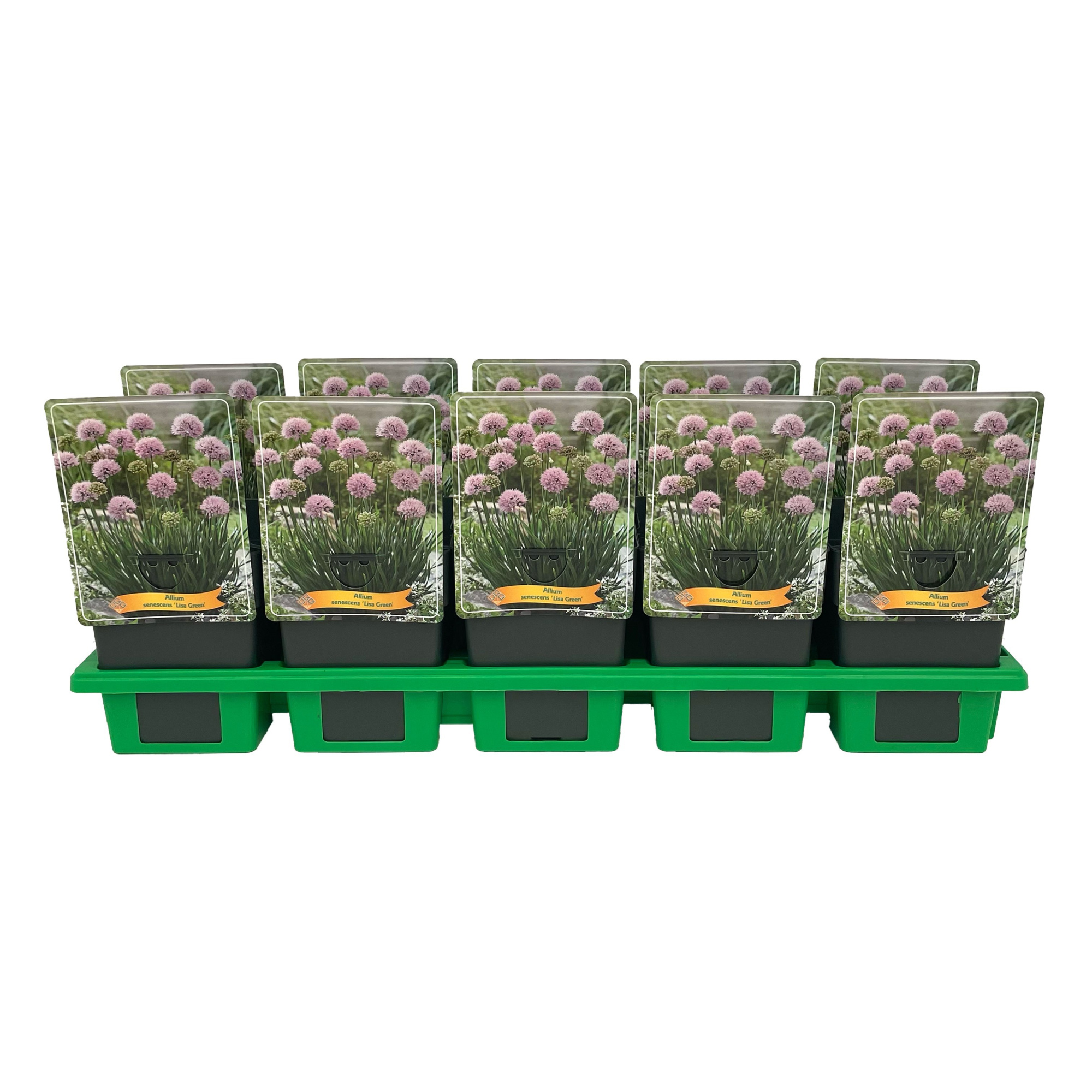 Allium senescens 'Lisa Green' P11, D 11 cm