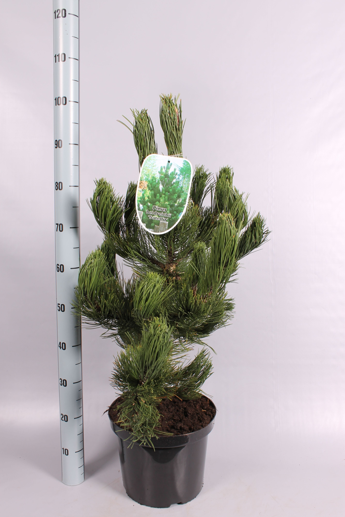Pinus heldr. 'Satellit, D 28 cm