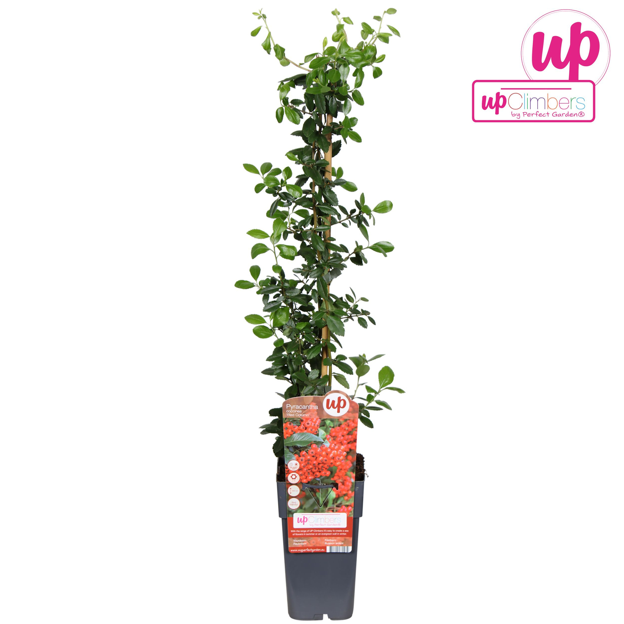Pyracantha coccinea Red Column P15, D 15 cm
