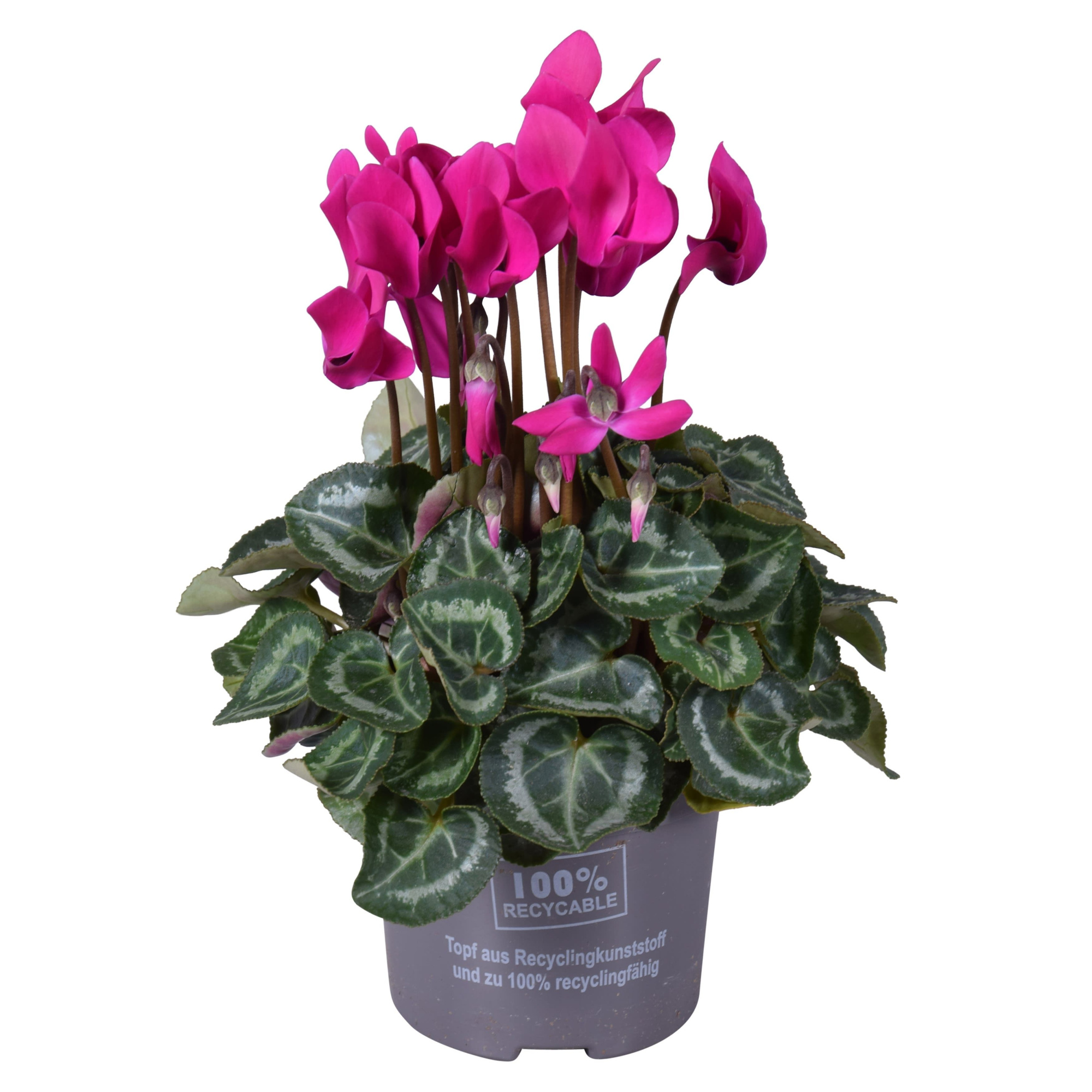 Cyclaam mini paars, D 10,5 cm