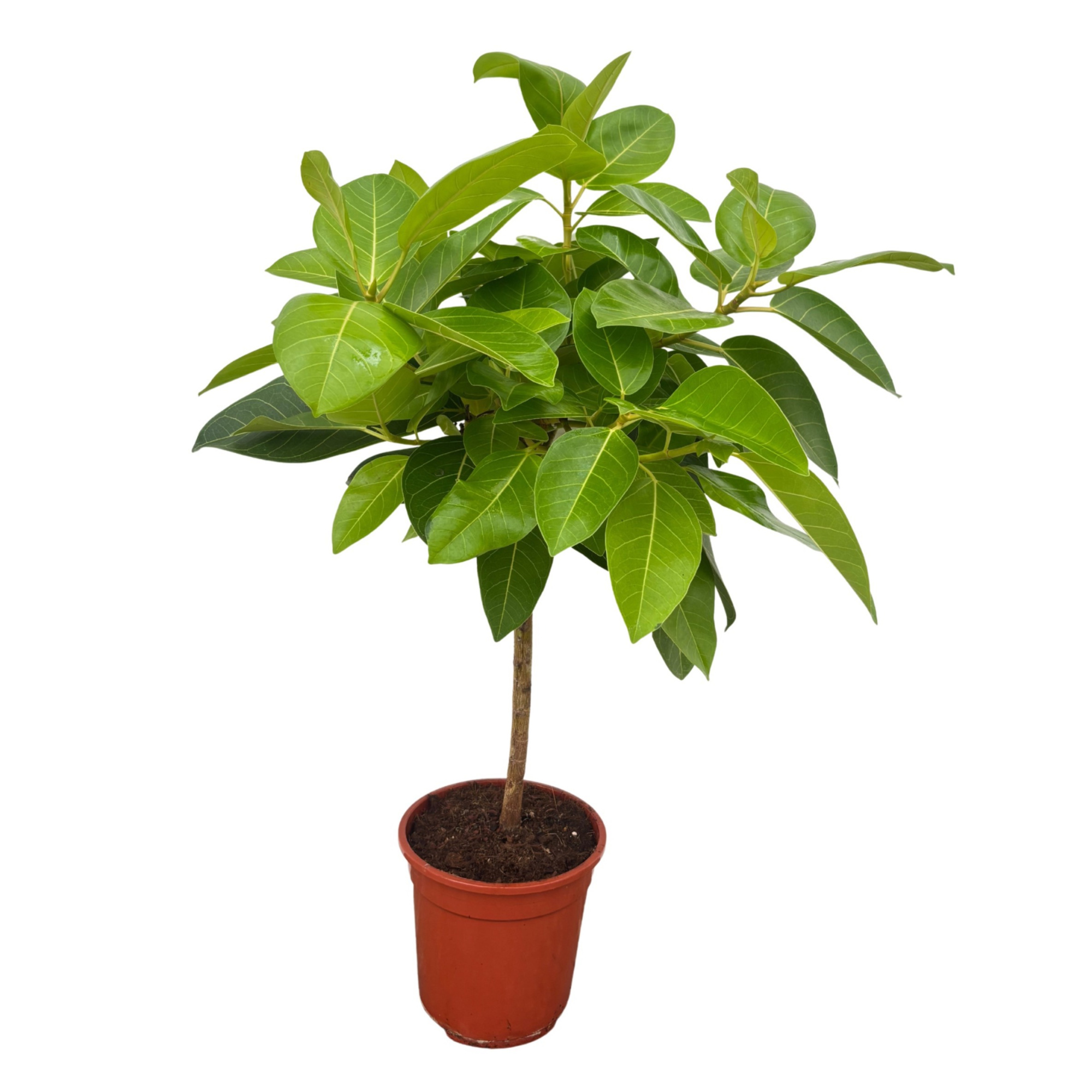 Ficus 'Altissima', D 21 cm