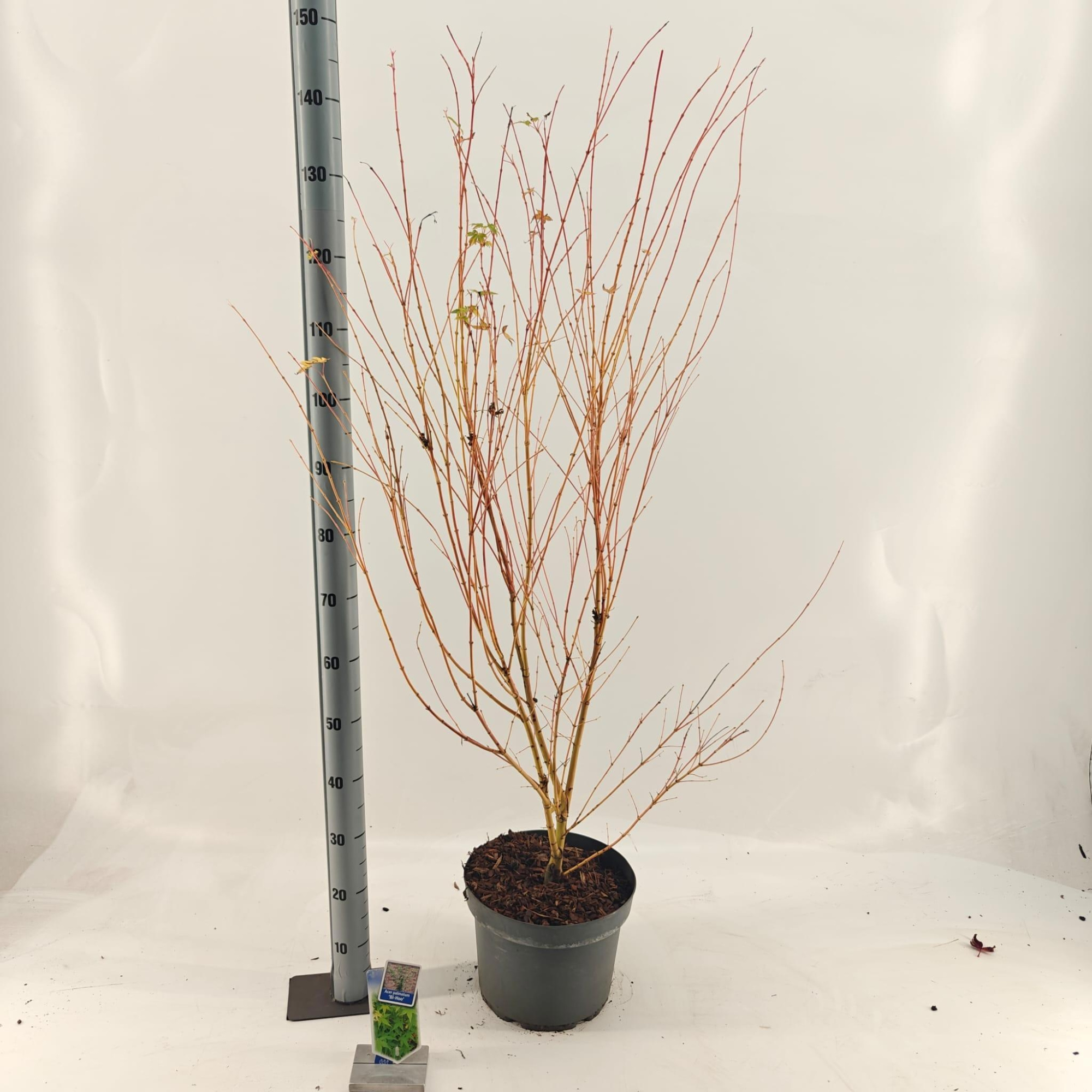 Acer pal. 'Bi-Hoo', D 29