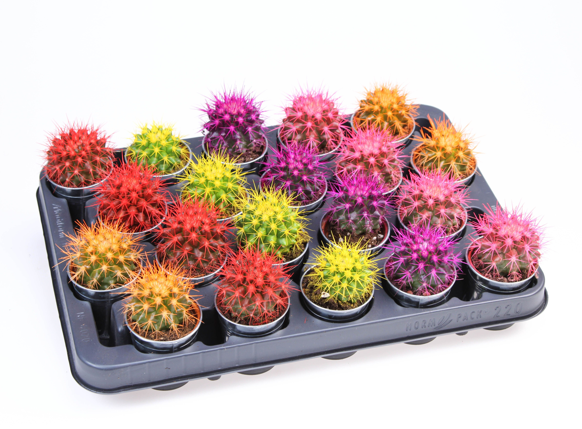 Grusonii rainbow zinkpot, D 7 cm