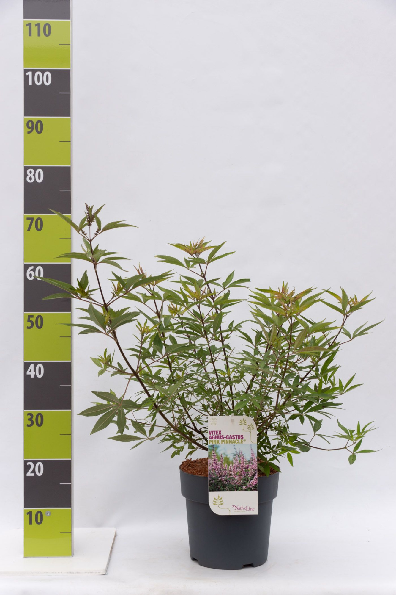 Vitex agnus-castus 'Pink Pinnacle' C 4,6, D 23 cm