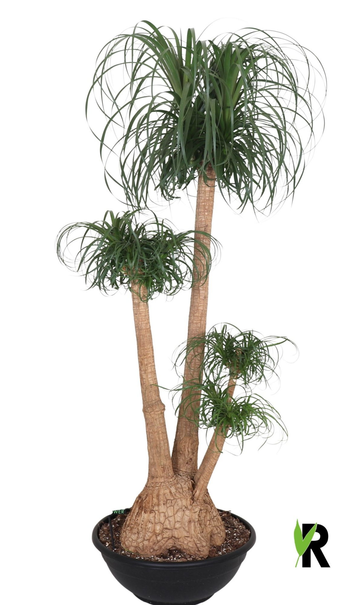 Beaucarnea rec. vertakt, D 50 cm