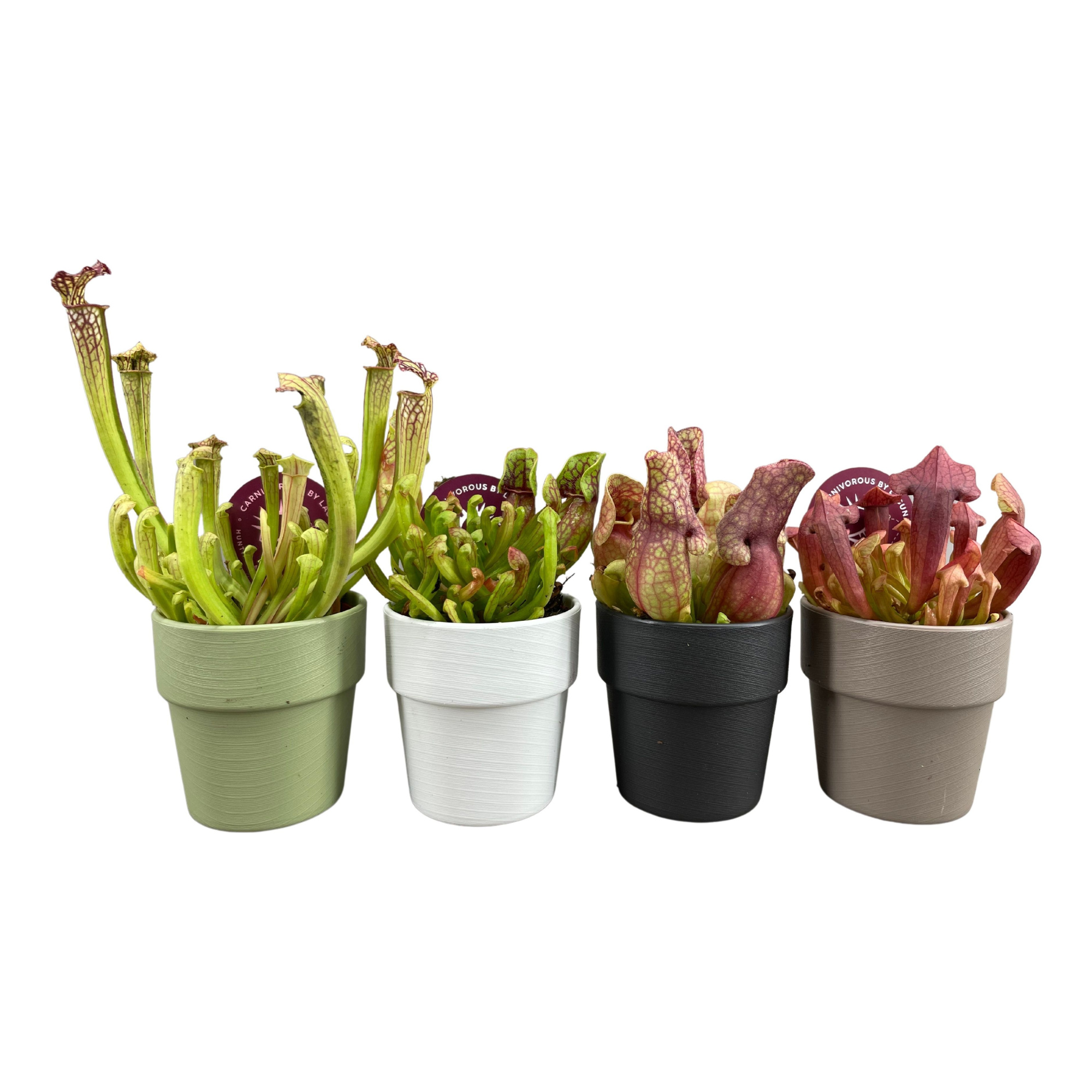 Sarracenia mix 5,5 cm in sierpot, D 6 cm