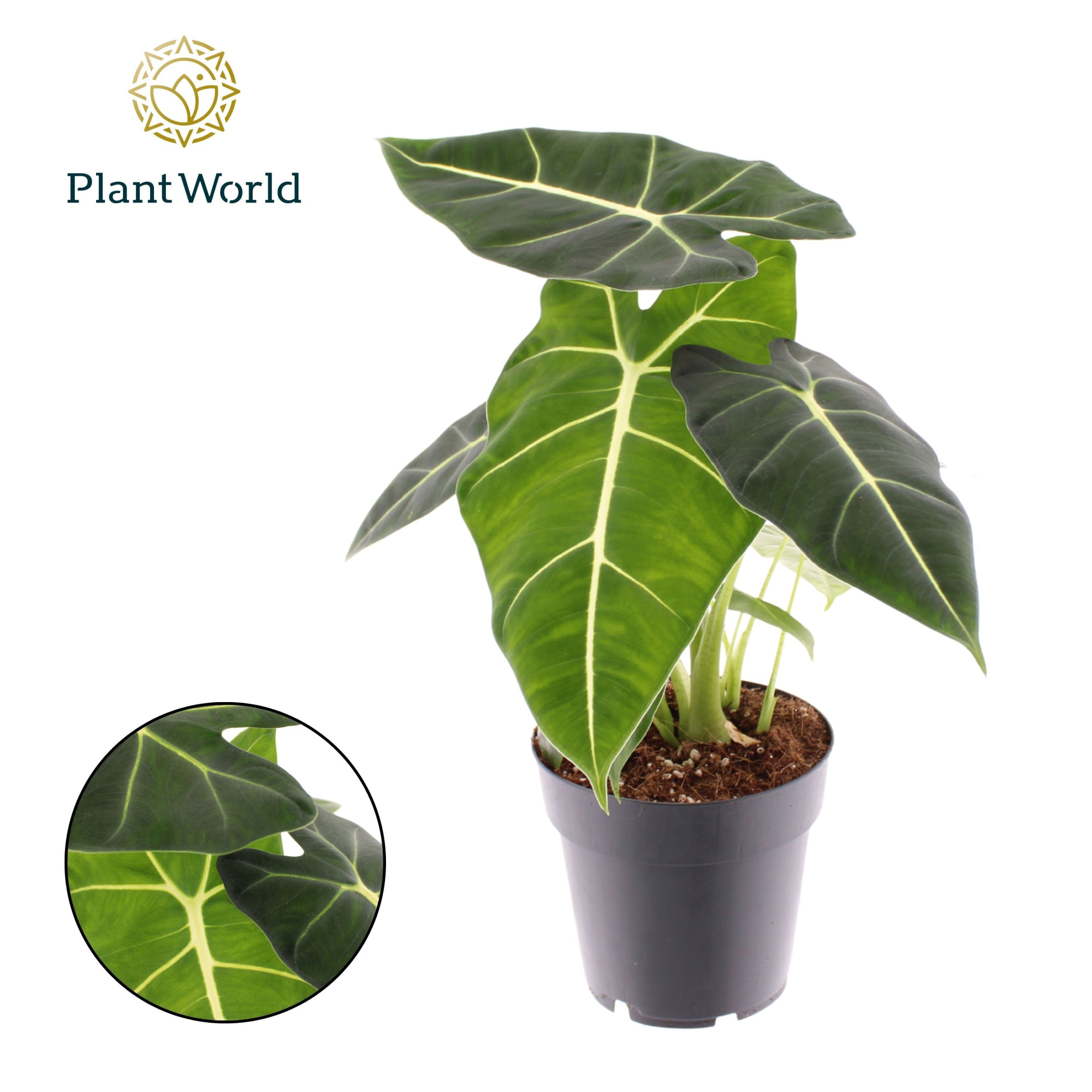 Alocasia 'Frydek', D 14