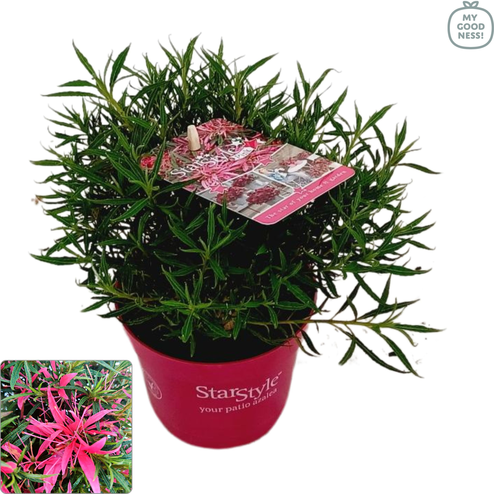 Azalea 25/P10,5 'Star Style® Pink', D 10,5