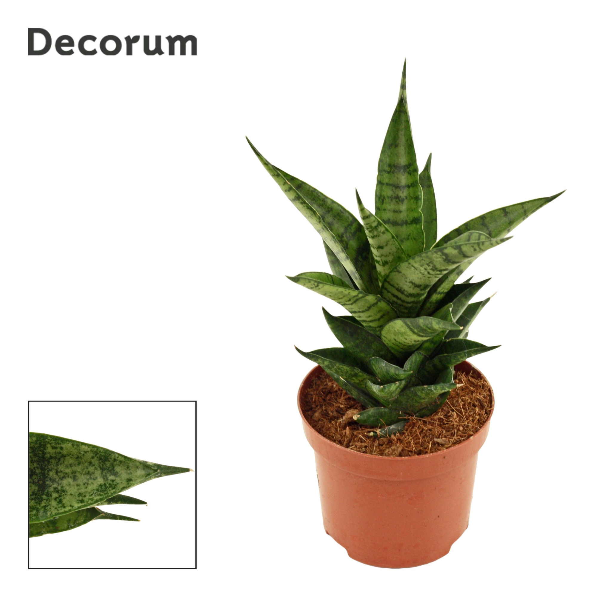 Sansevieria Brilliant Crown 9 cm (Decorum), D 9