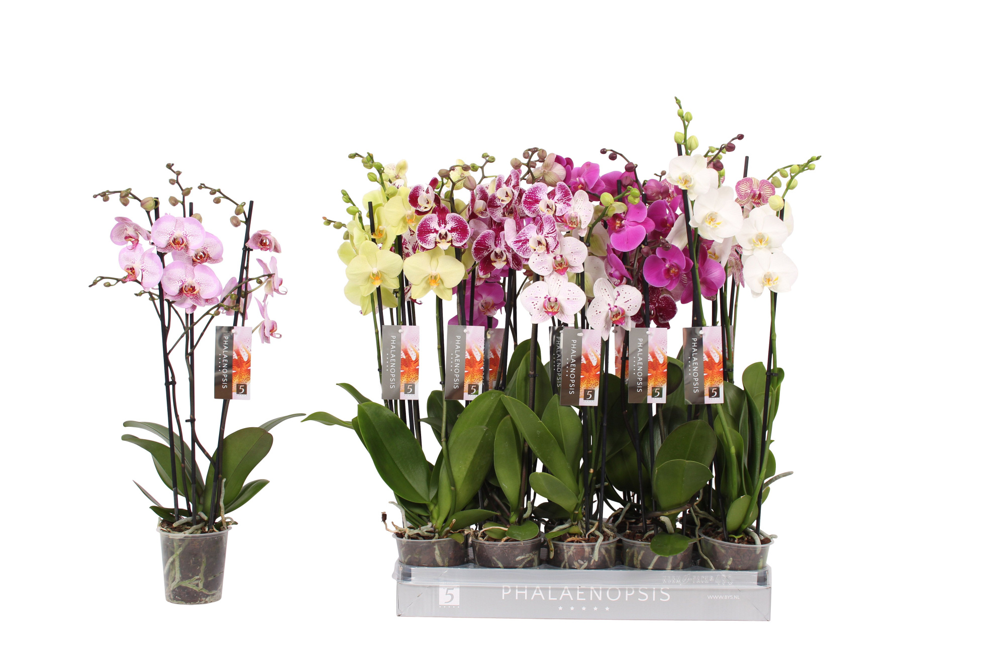 Phalaenopsis 7 color mix, 3-spike 22+, D 12