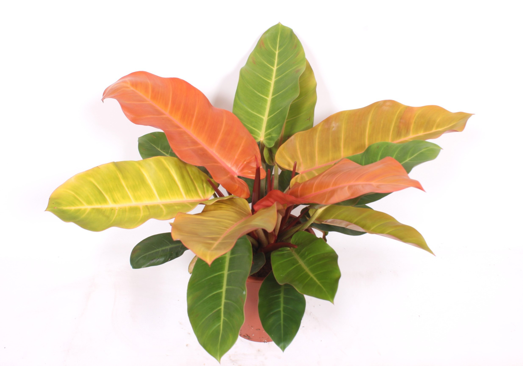 Philodendron Prince of Orange, D 27 cm