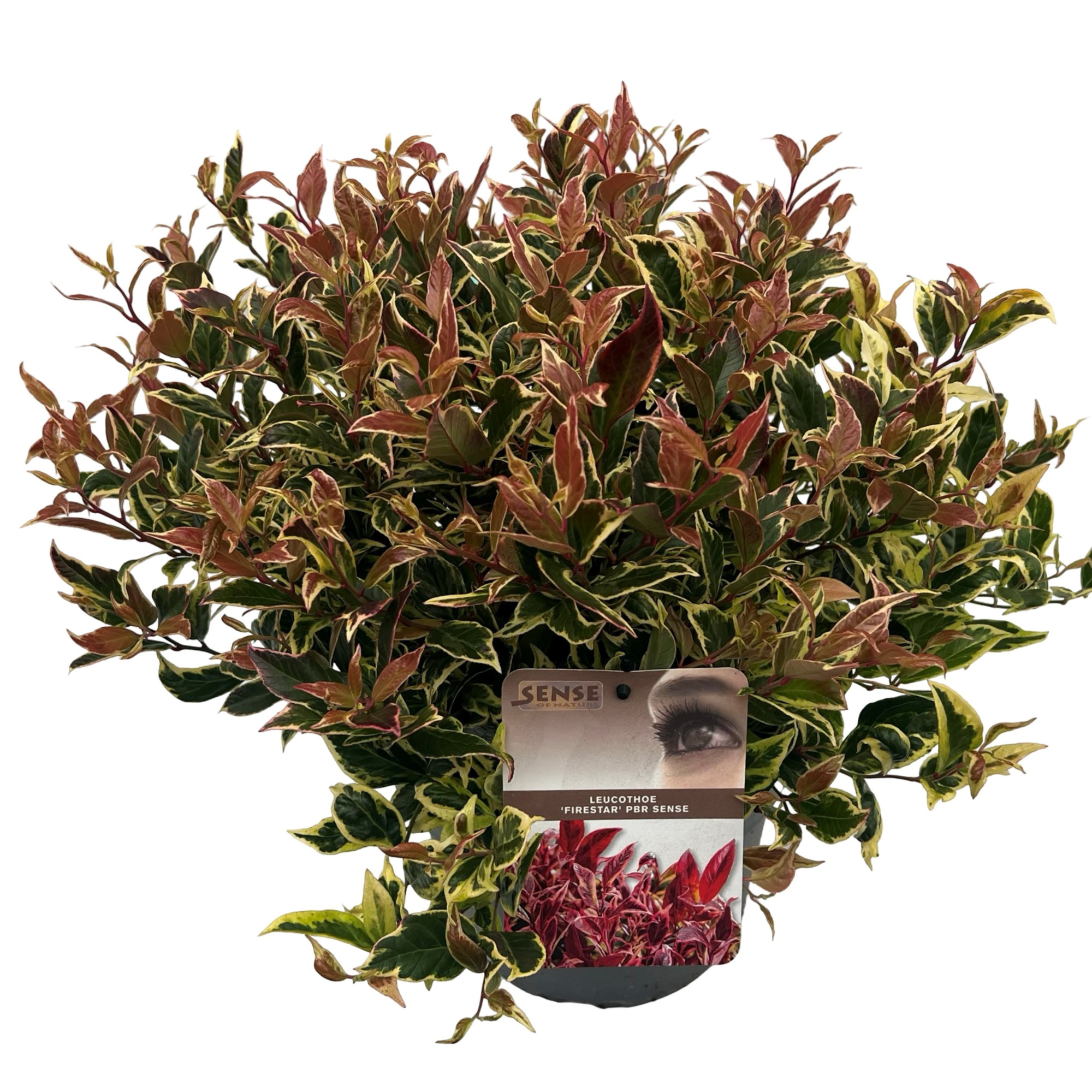 Leucothoe 'Fire Star' ® sense, D 23 cm