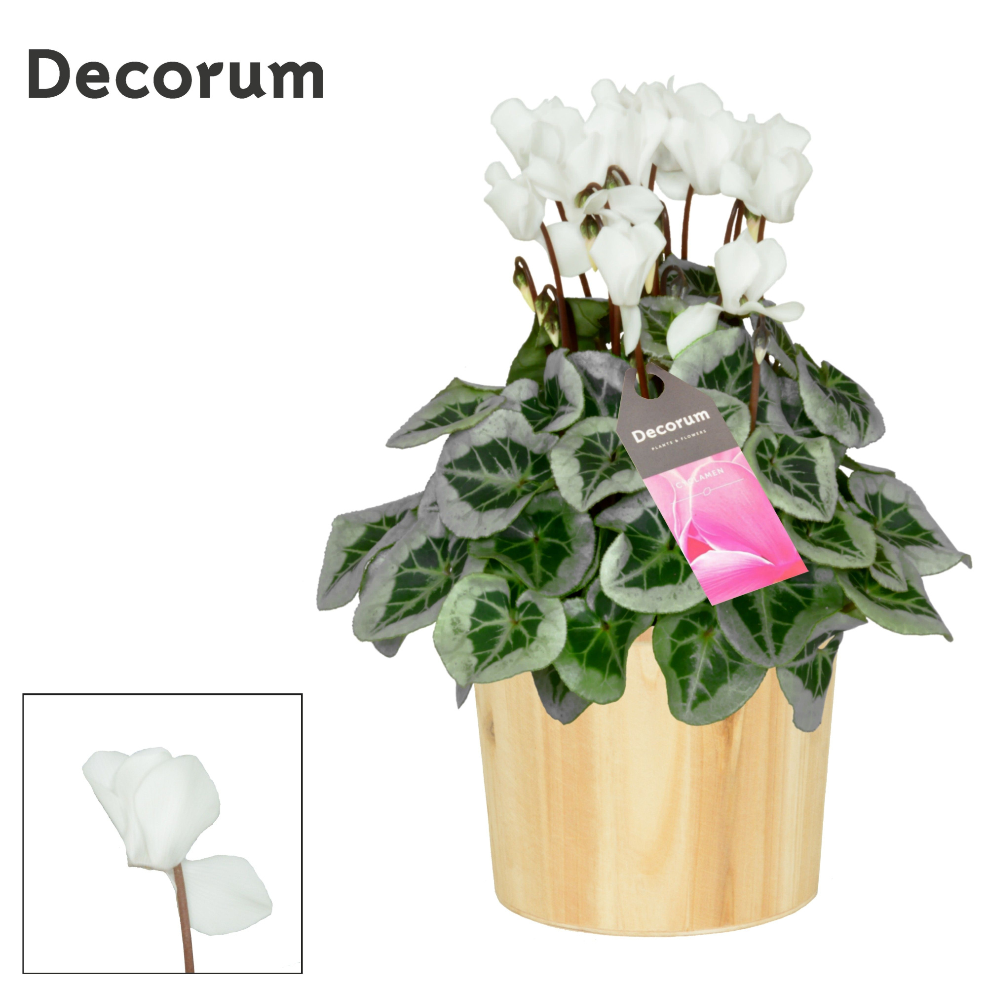 Cyclamen SS Picasso Wit Wood Decorum, D 14 cm