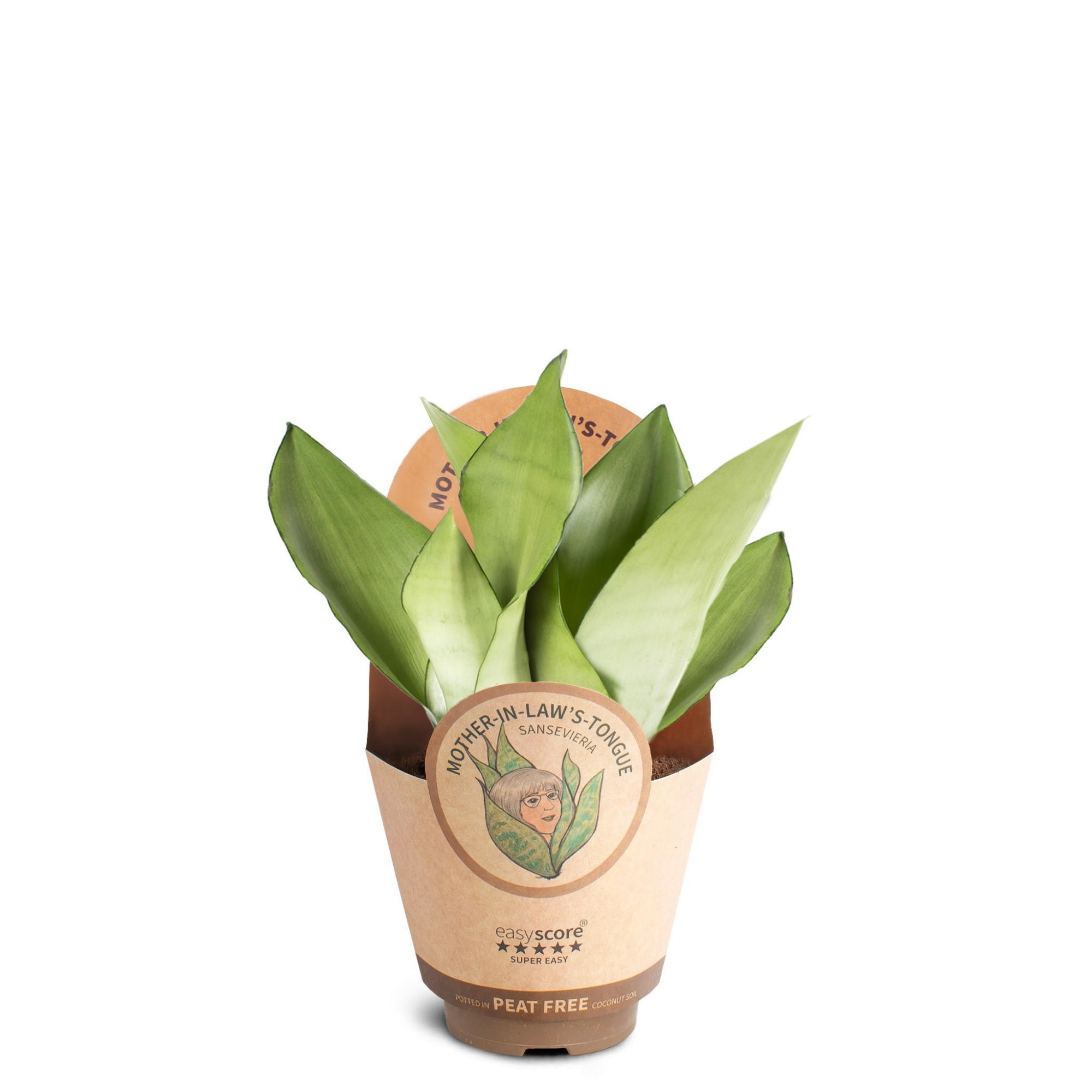 Sansevieria Moonshine, D 9